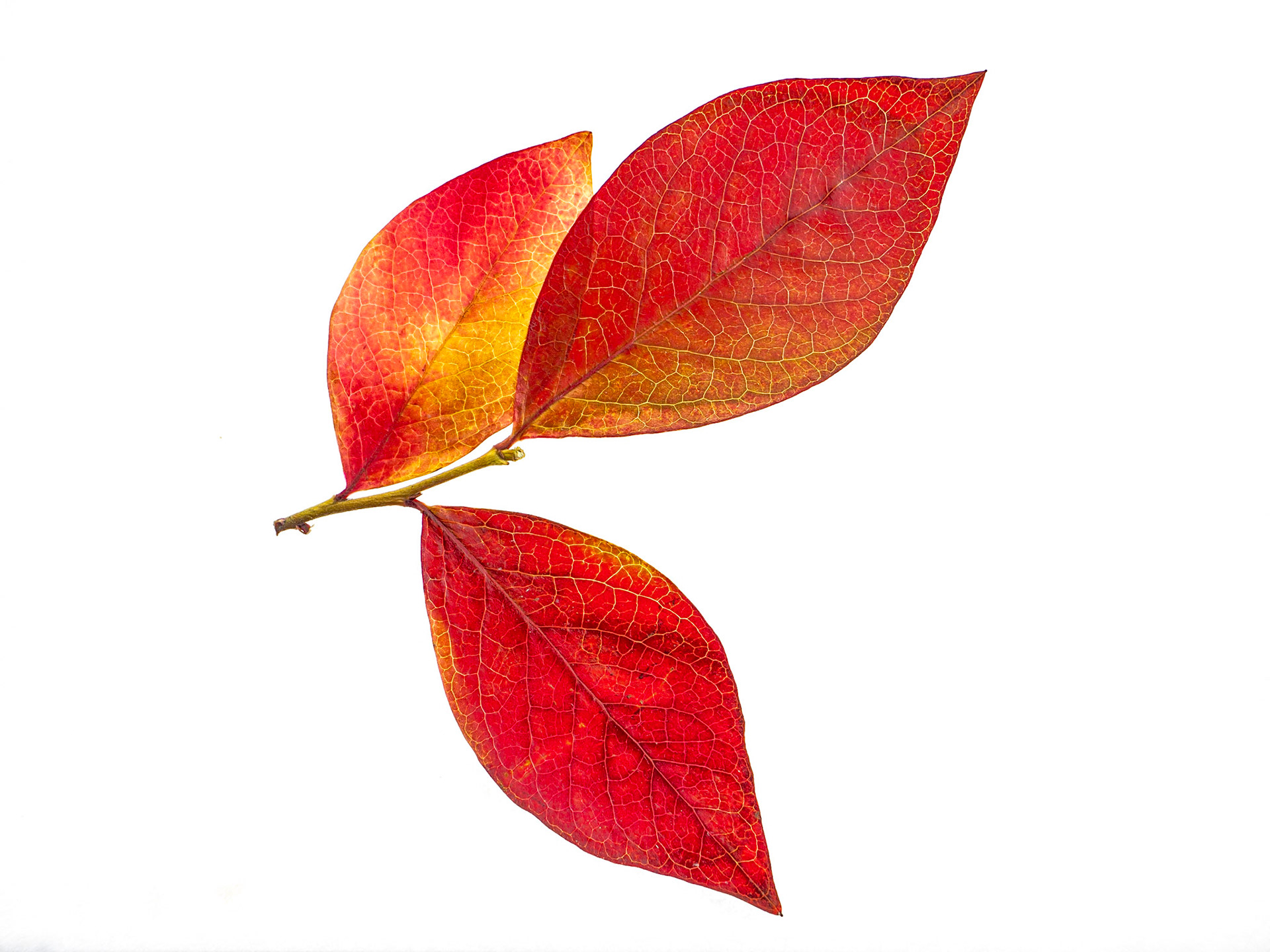 Blueberry Leaf in Fall: Blueberry leaves turn red when the weather cools in the Fall.