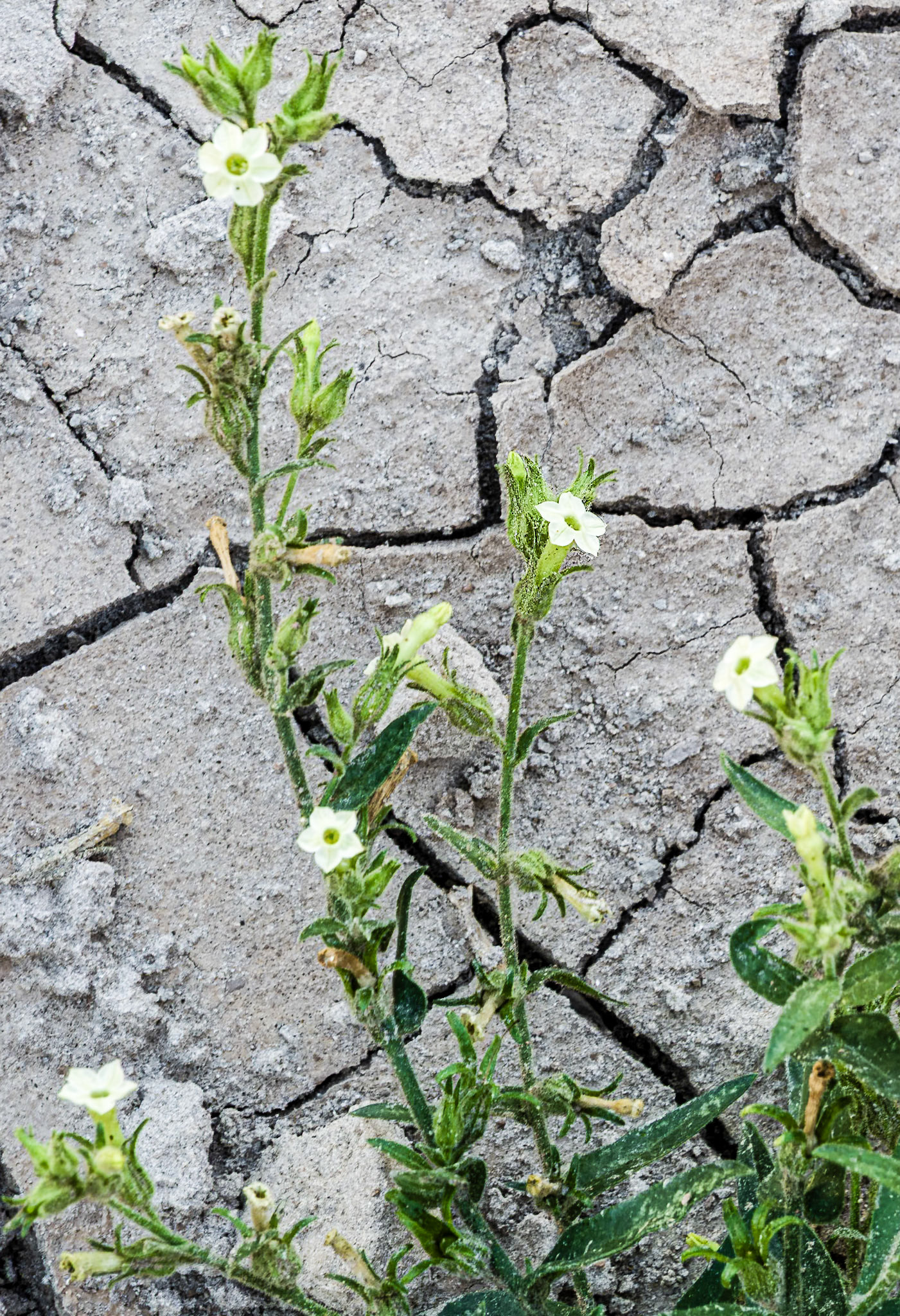 Desert Tobacco  Over Cracked Earth: Desert tobacco (Nicotiana obtusifolia) rising  over dry cracked soils on the desert floor at Calcite Canyon in the Anza-Borrego Desert.