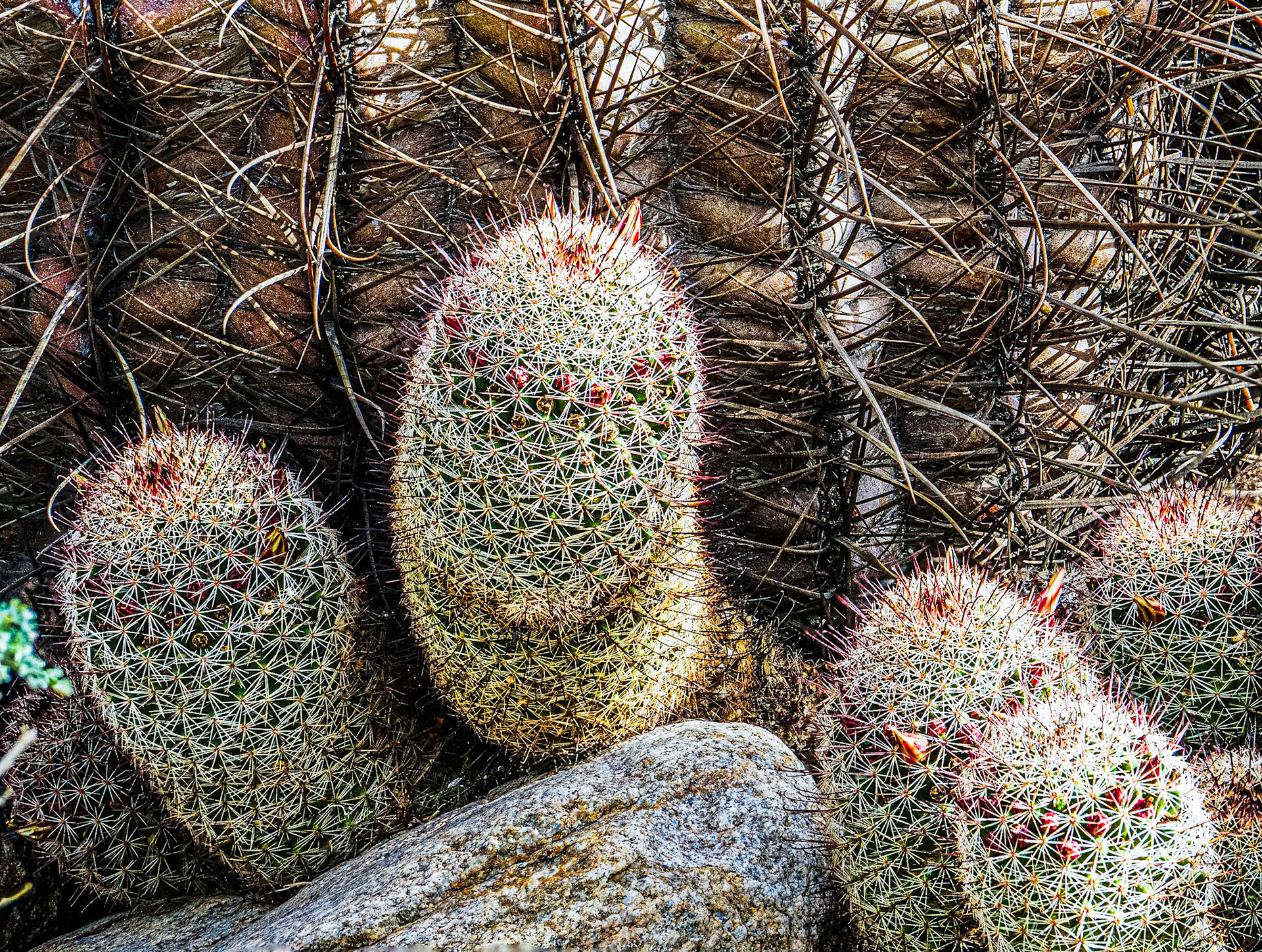 Fishhook Cactus: Yaqui Flats, Anza-Borrego Desert State Park.