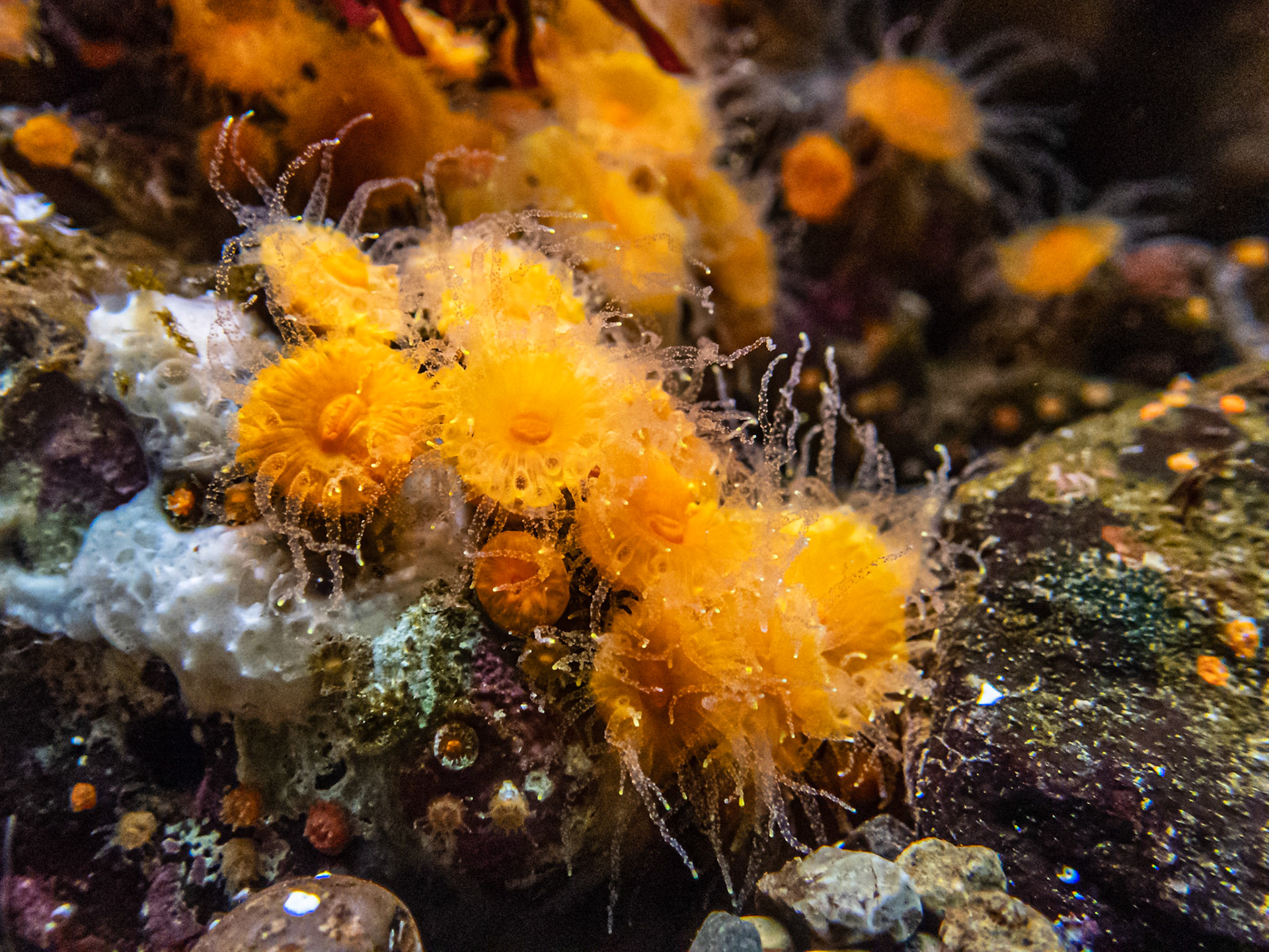 Orange Sea Anemone: At the Seattle Aquarium