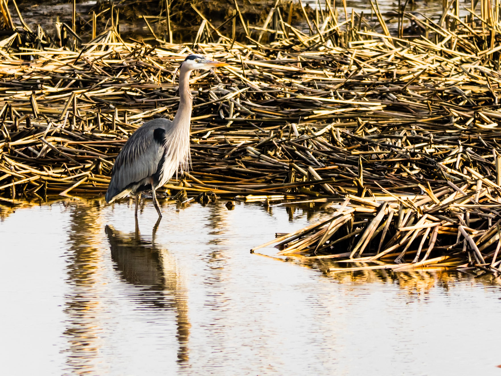 Great Blue Heron Fishing: At the Skagit River Wildlife Station