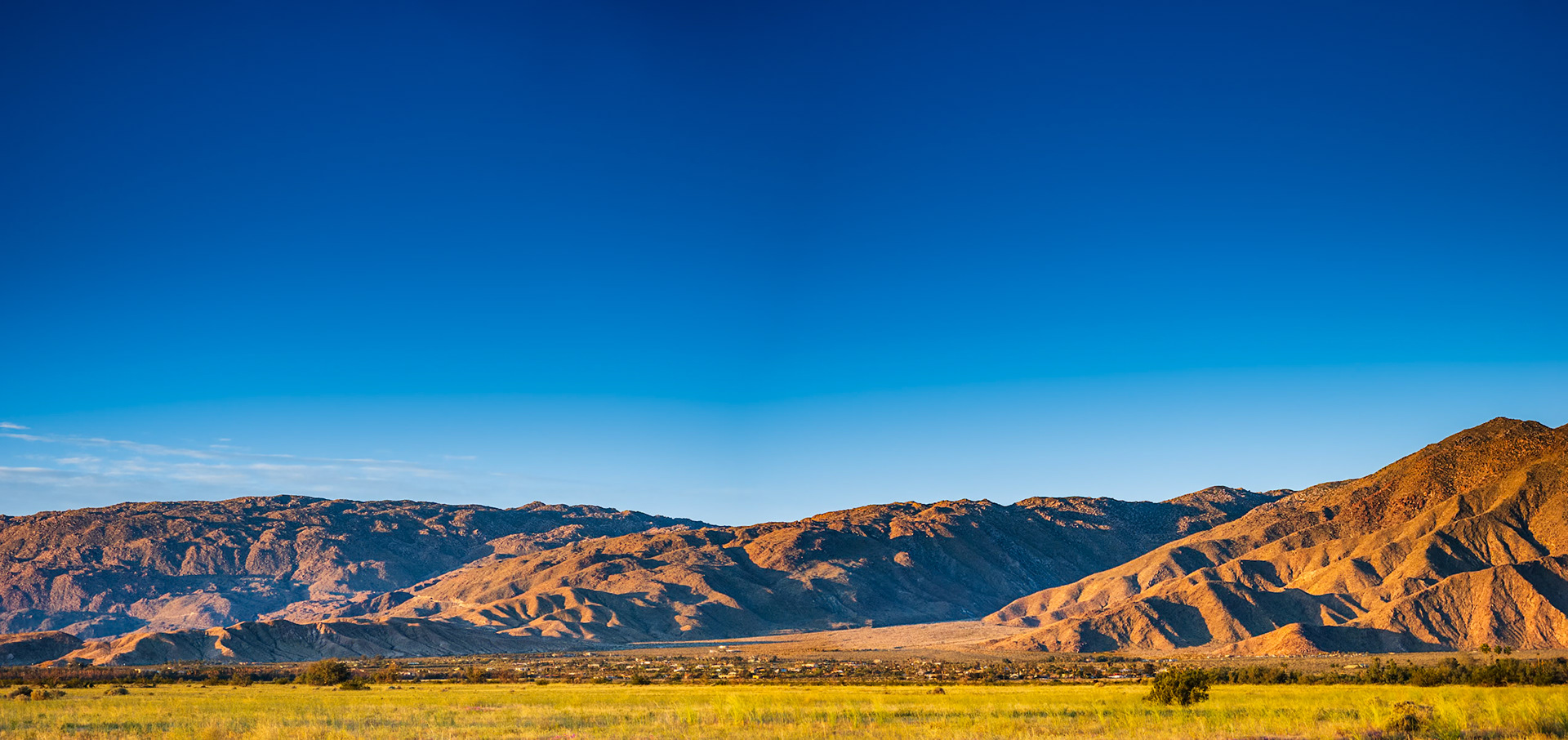 Desert Dandelion Meadow: A carpet of desert dandelion turns toward the morning light in the Borrego Valley.