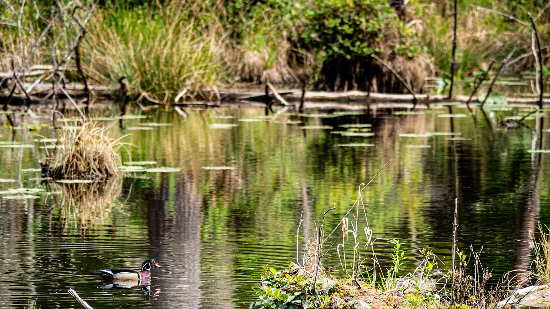 Wood Duck: On a pond in the Redmond Watershed Park, Washington