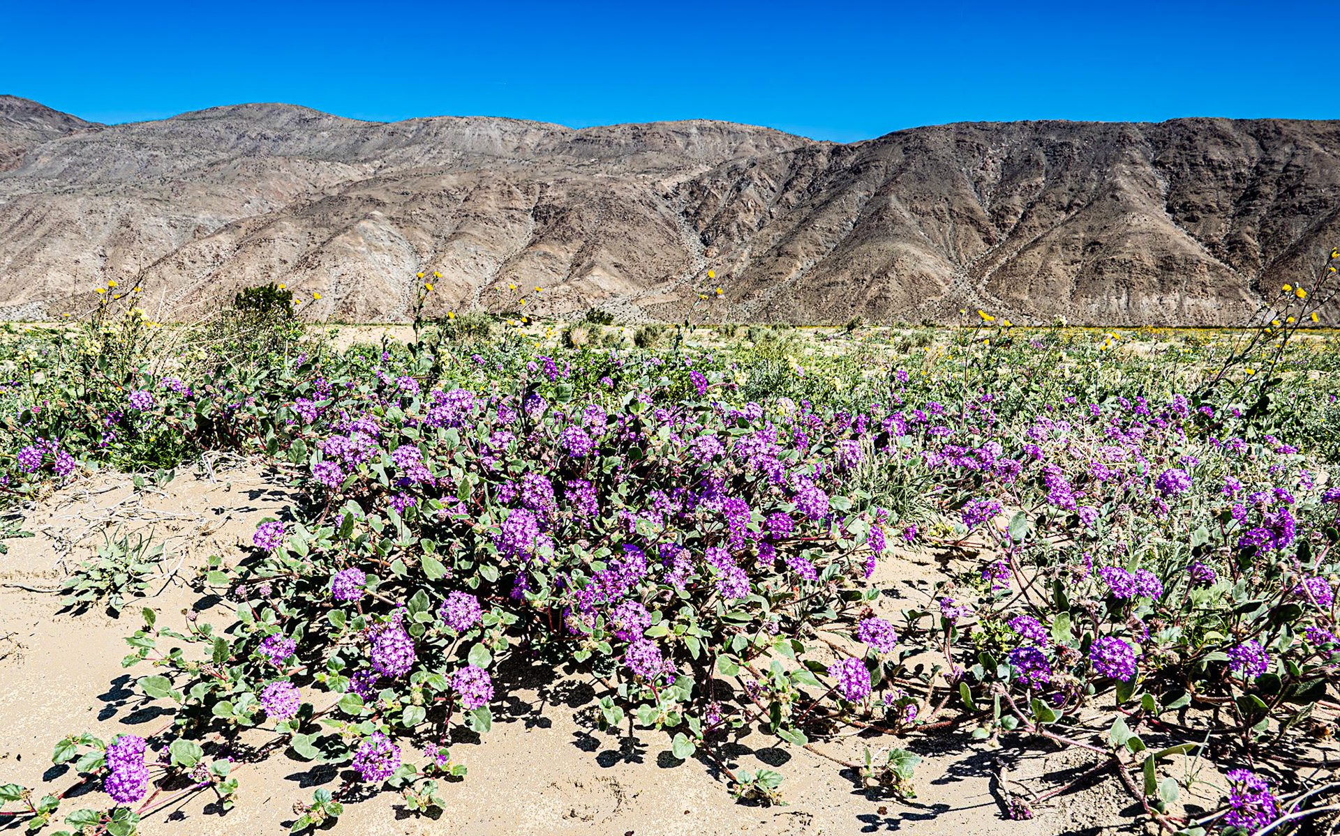 Sand Verbena &amp; Desert Sunflower: Found along Henderson Canyon Road with Coyote Mountain in the background near Borrego Springs CA.