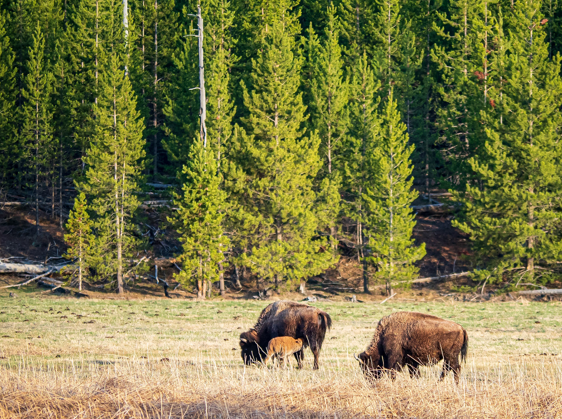 Red Dog Nursing: Bison calves are also called red dogs.  They cavort with abandon but never straying far from the safety of the herd and nourishemnt from their cow bison mothers.