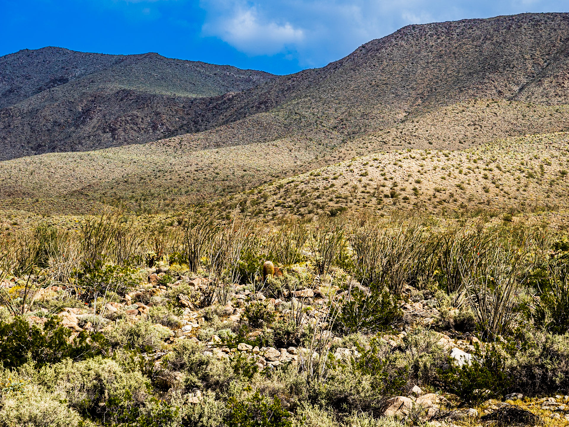 Yaqui Flats: A barrell cactus shares space on this rocky slope dominated by a community of Ocotillo cacti.