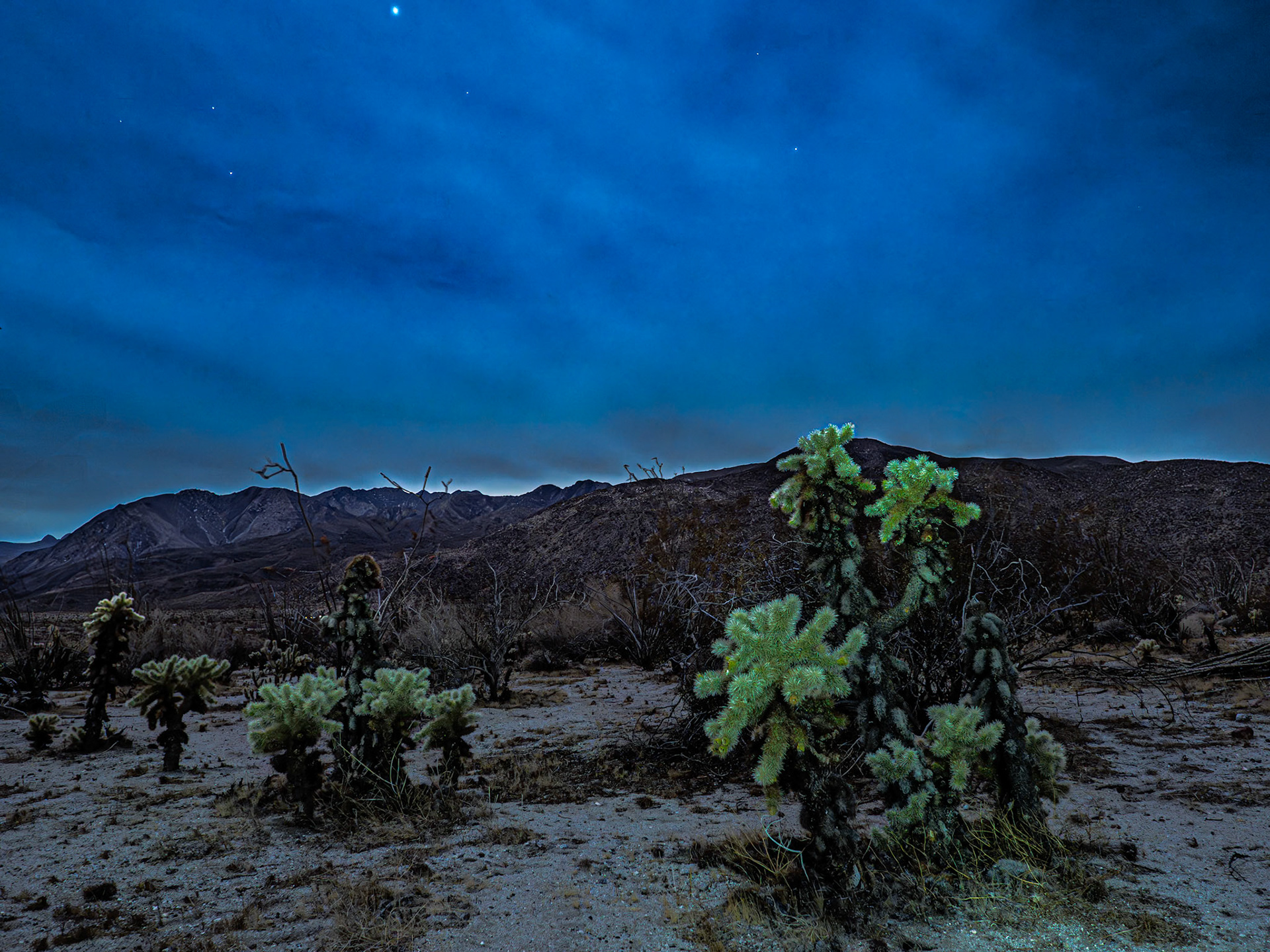 Cholla in Moonlight: Light from a near full moon filters through cloudy skys  with stars peeking out over Cholla cactus in Coyote Canyon.