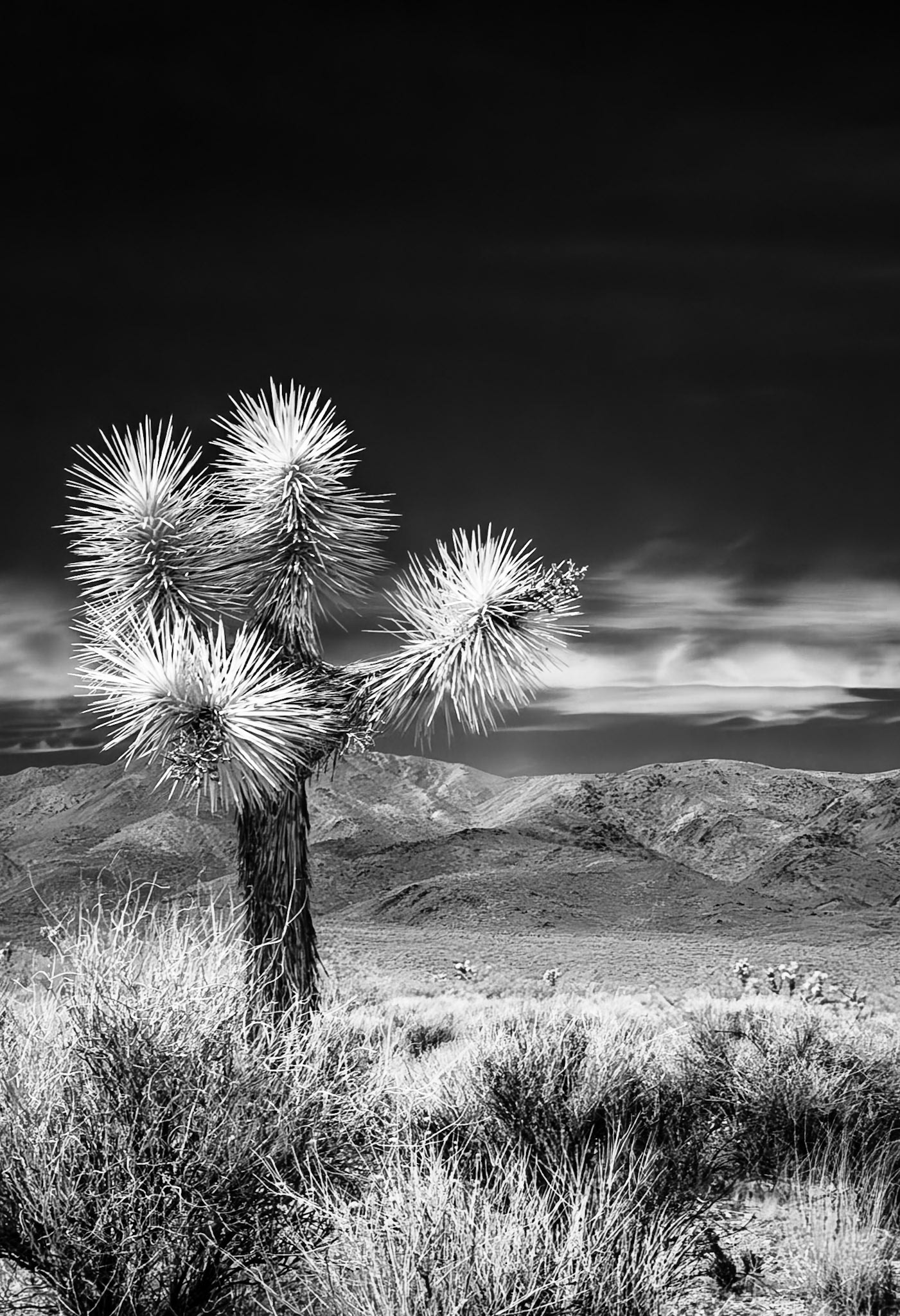 Sentinel Joshua Tree: Overlooking Pleasant Valley and the Hexie Mountains.  An infra-red (720nm) image converted to Black-and-White.