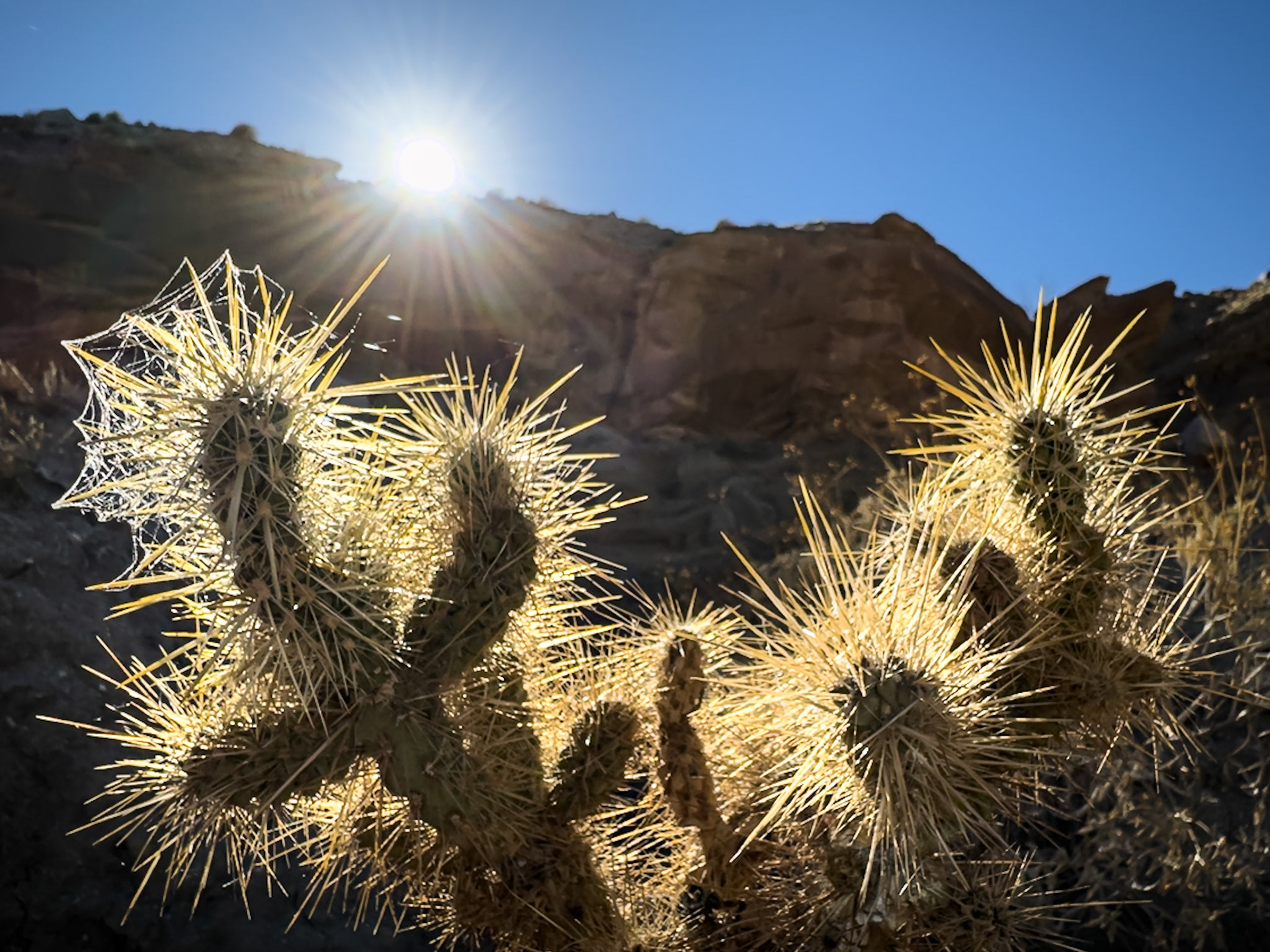 Sun Rays on Silver Cholla: Wearing a dewy spider-web crown, this Silver Cholla glows in late afternoon light as the sun sets behind the Sandstone Canyon wall in the Anza-Borrego Desert State Park.