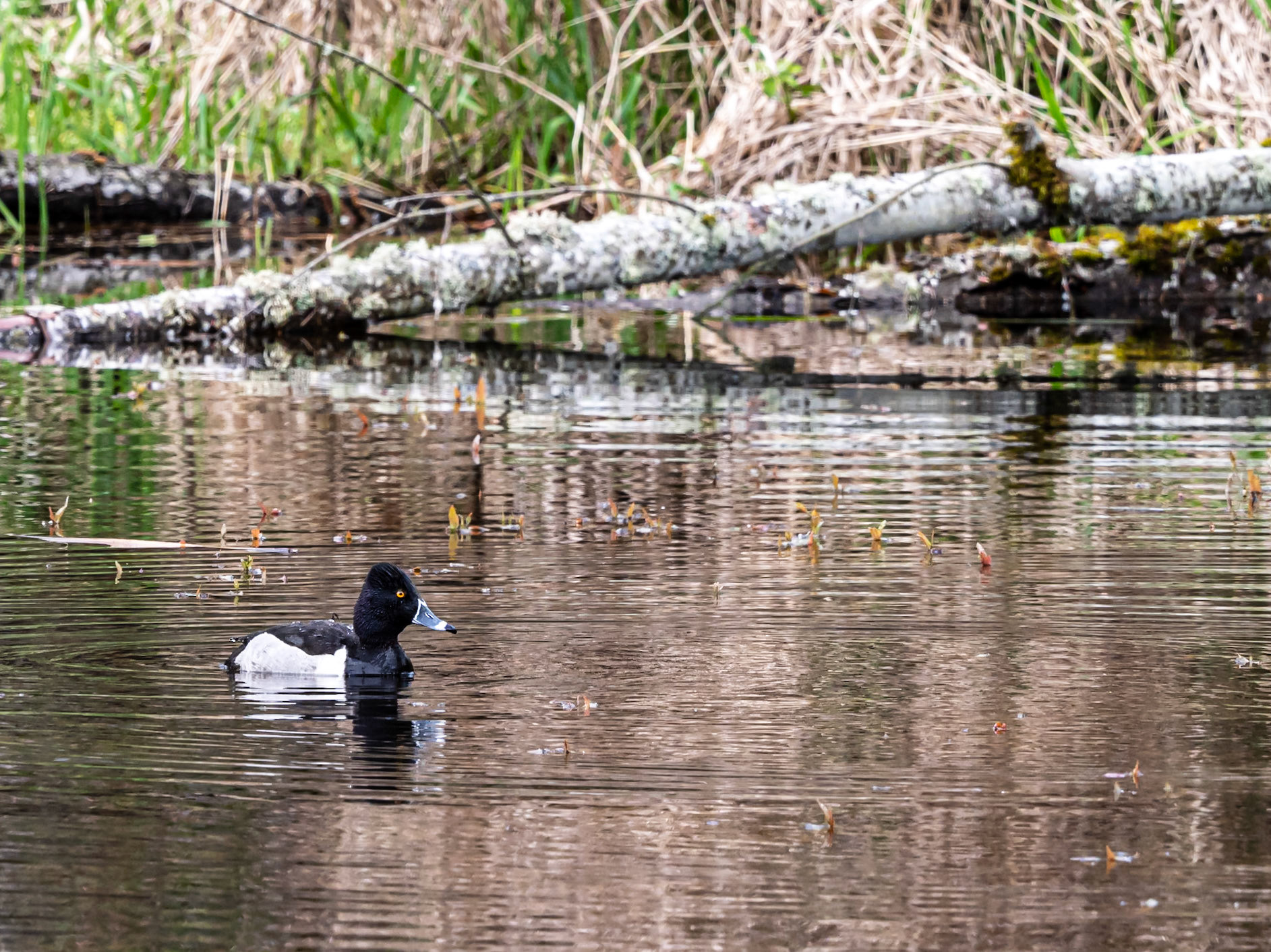 Ring-necked Duck Foraging: A Ring-necked Duck foraging in a retention pond in the Bear Creek restoration area, Redmond Washington.