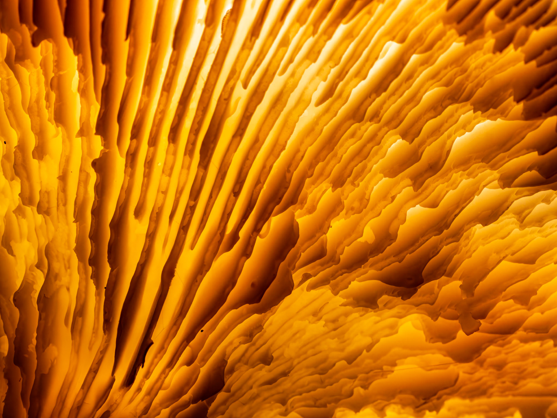 Ginertail Lace: Close-up view of a Pinewood Gingertail mushroom growing on decaying log.