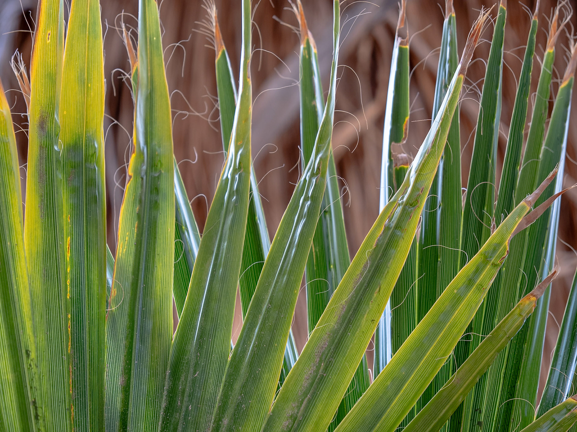 Fan Palm Threads: Leaf threads contribute to the structure of the skirt formed on the trunk of fan palms.