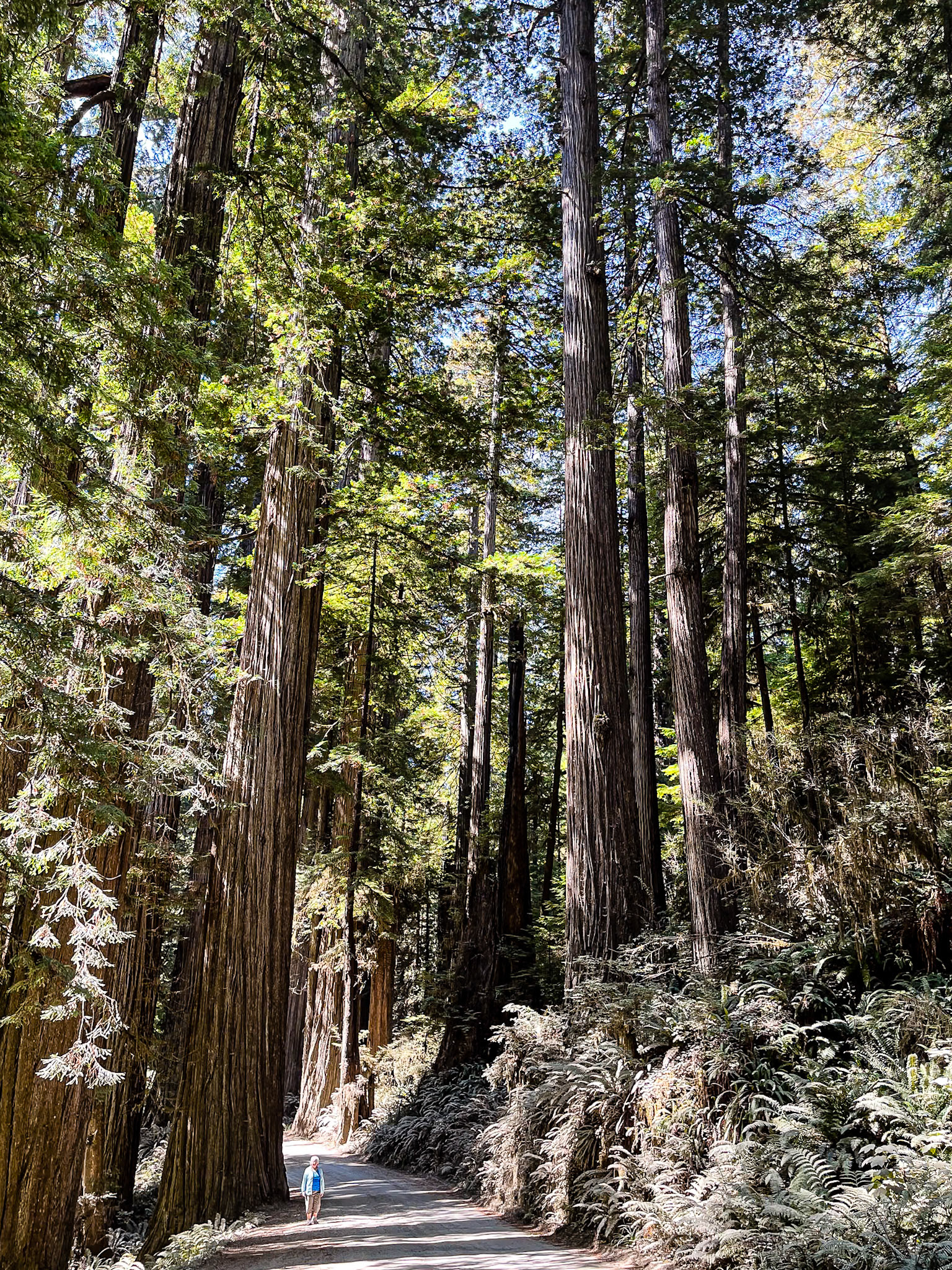 Diane in the Redwoods: In Jedediah Smith State Park