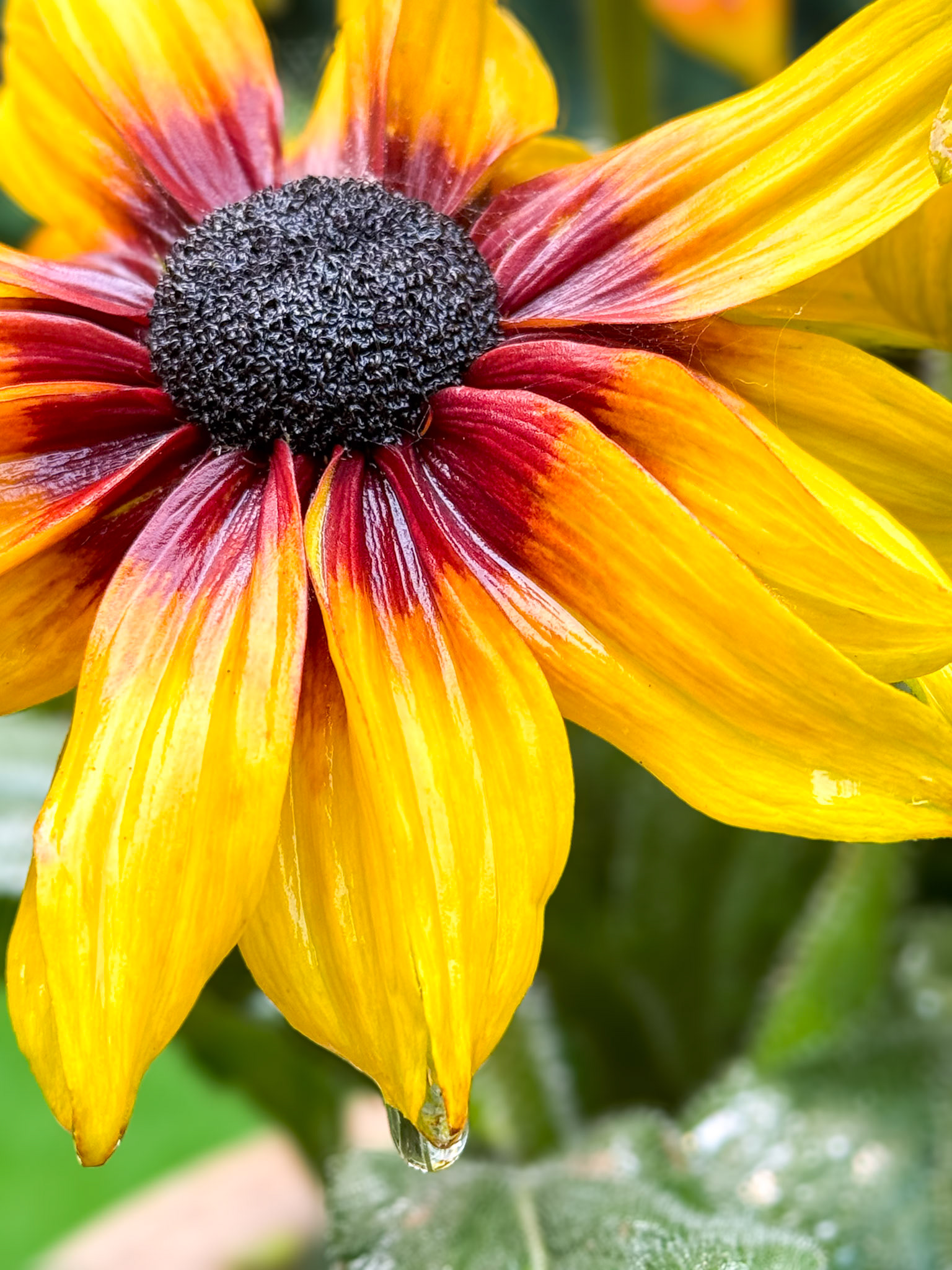 Tears of the Fall: This Black-eyed Susan was soaked and seemed to be shedding a tear as it was declining with the advent of cool, wet fall weather.