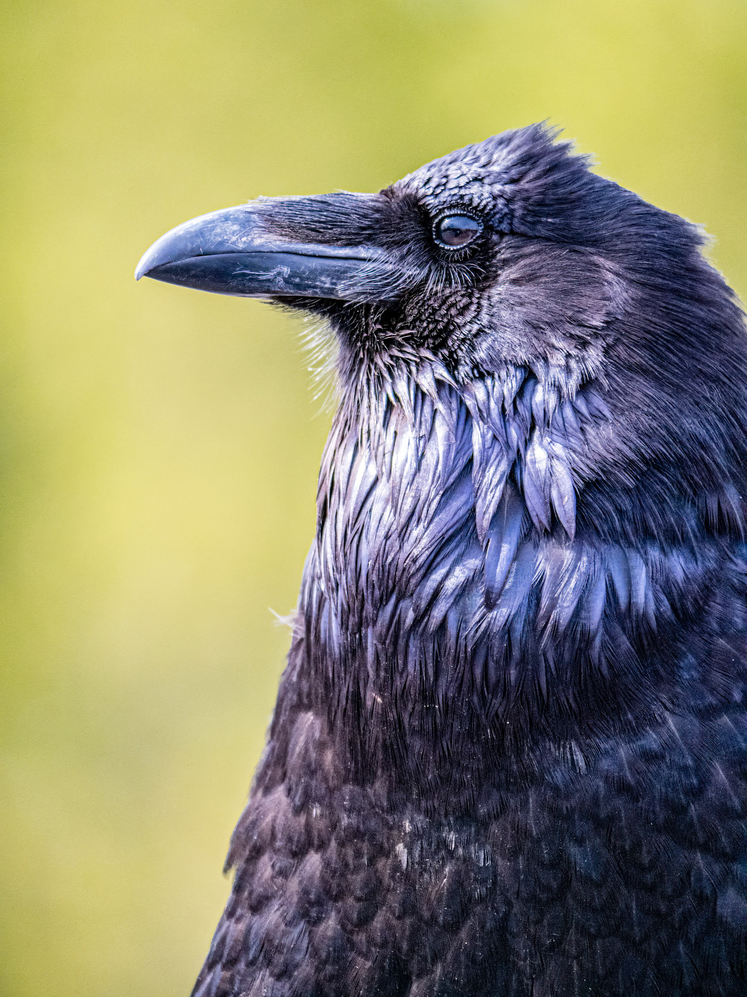 Raven - Left Profile: This magnificient Raven was an inquisitive and accomodating subject offering multiple poses rom its nearby perch.
