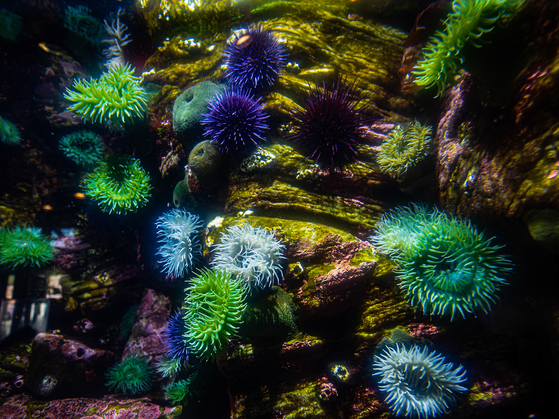 Sea Anemones and Sea Urchins: At the Oregon coast Aquarium, Newport Oregon.  Giant Green Anemones (Anthopleura xanthogrammica) and Purple Sea Urchins (Strongylocentrotus   purpuratus) are the main attraction in this rocky shore exhibit.