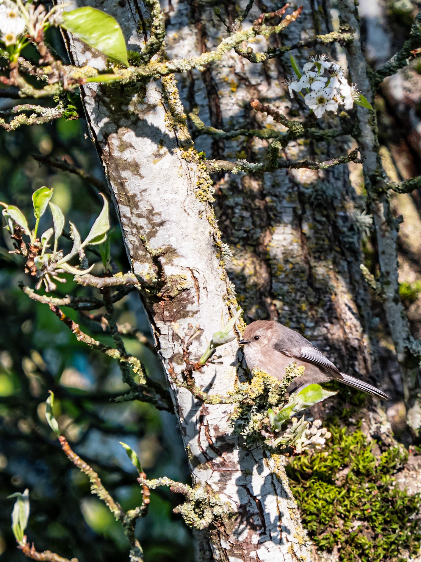 Bushtit in Cherry Tree: Near Bear Creek, Redmond WA