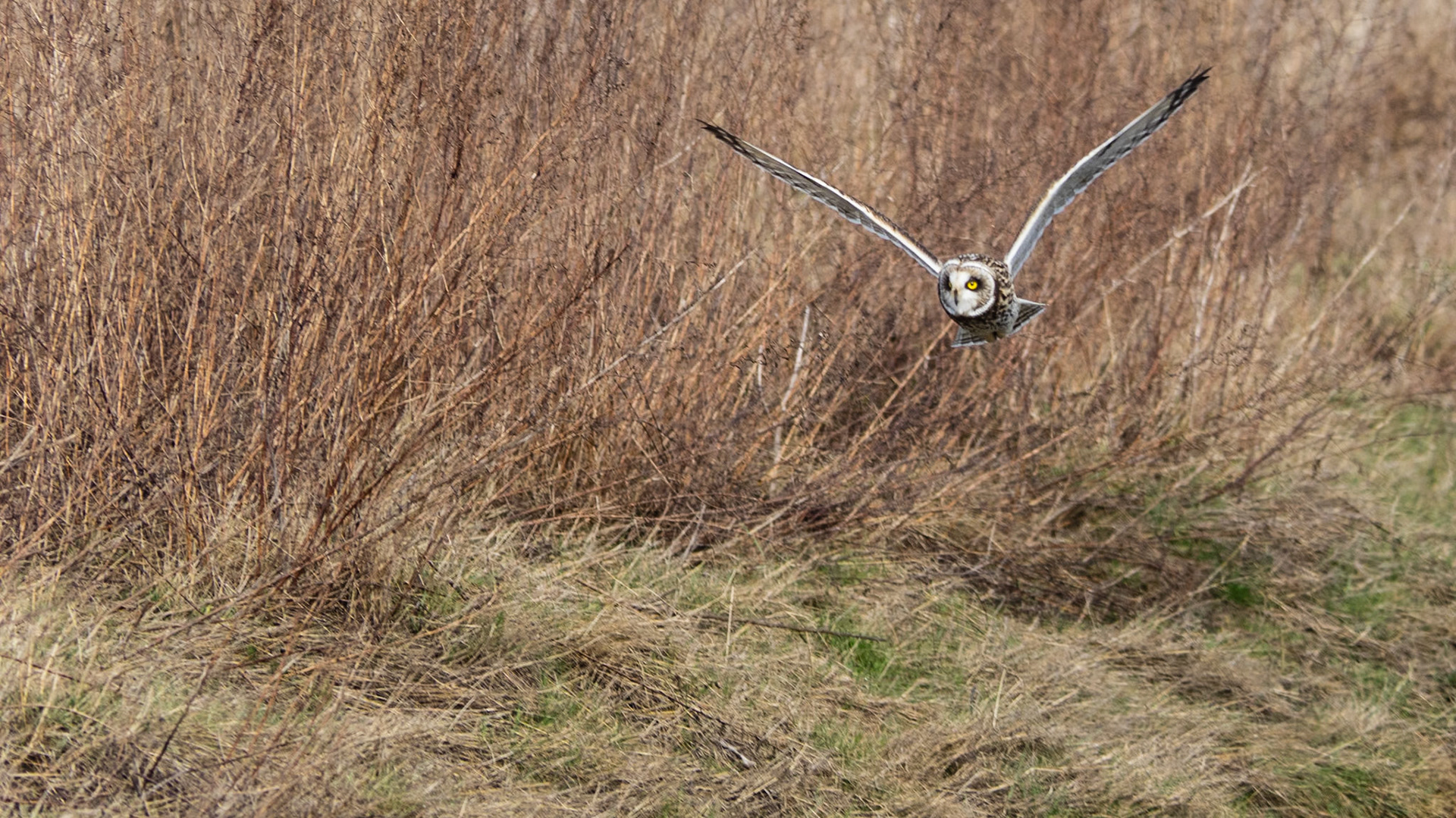 Short-eared Owl Hunting: At the Legue Island Wildlife Area, Skagit River WA