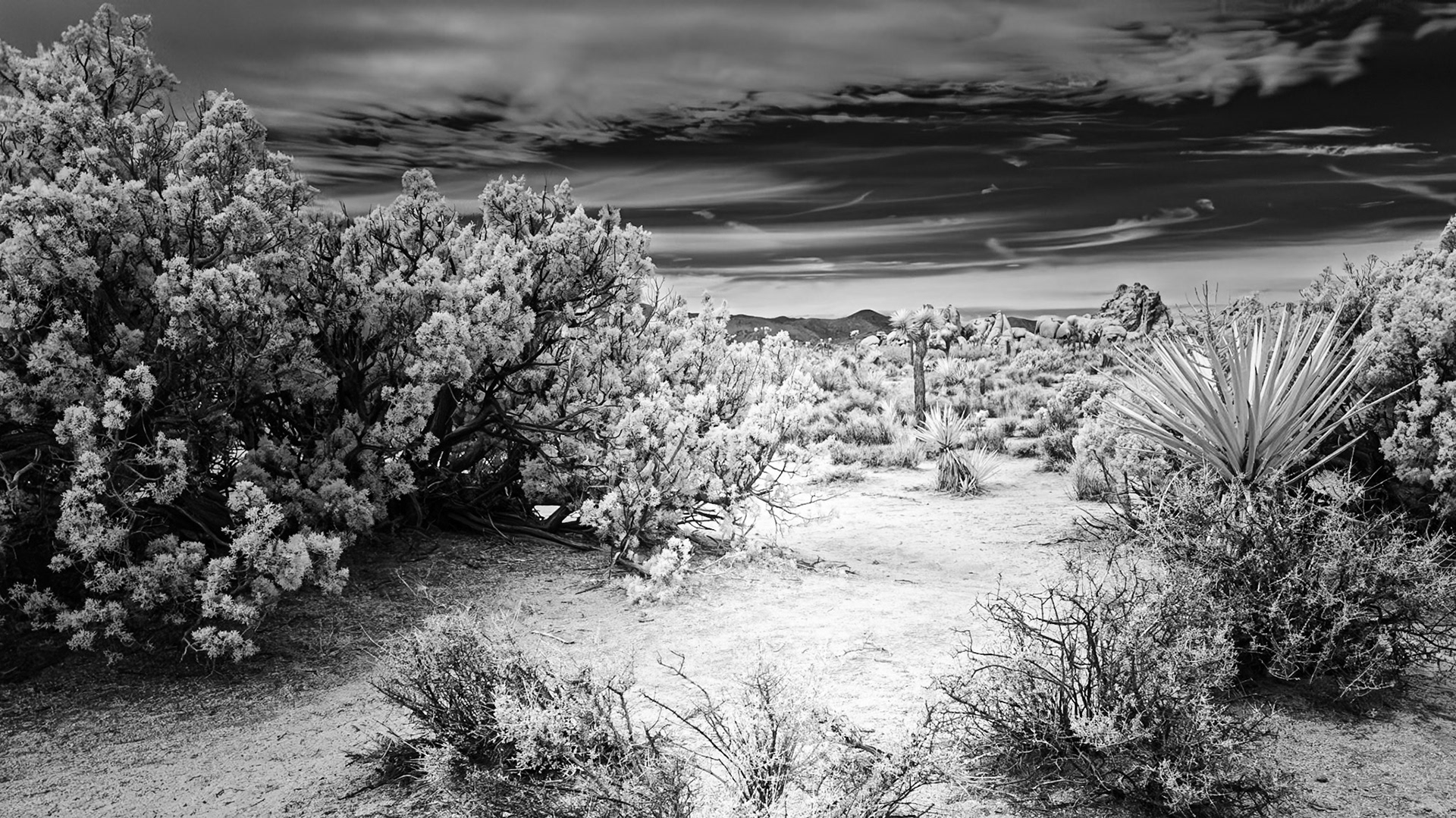 Desert Trail: The Geology Tour in Joshua Tree National Park provides numerous stops to stretch your legs and venture off to nearby vistas and rock formations.  An infra-red (720nm) image converted to Black-and-White.