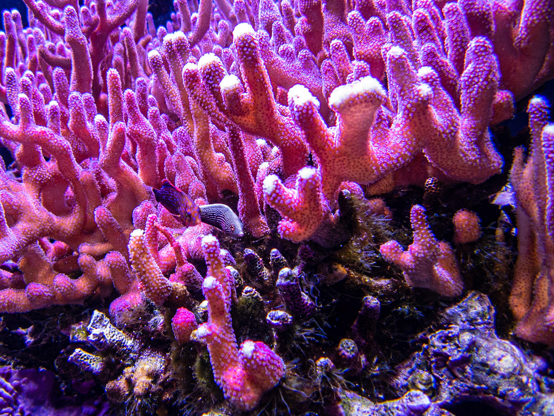 Coral and Wrasse: At the Seattle Aquarium