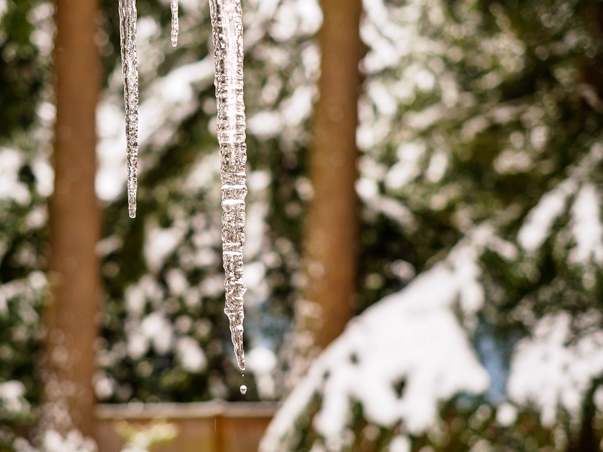 Beginning to Thaw: Water drops from icicles as temperture rise above freezing.
