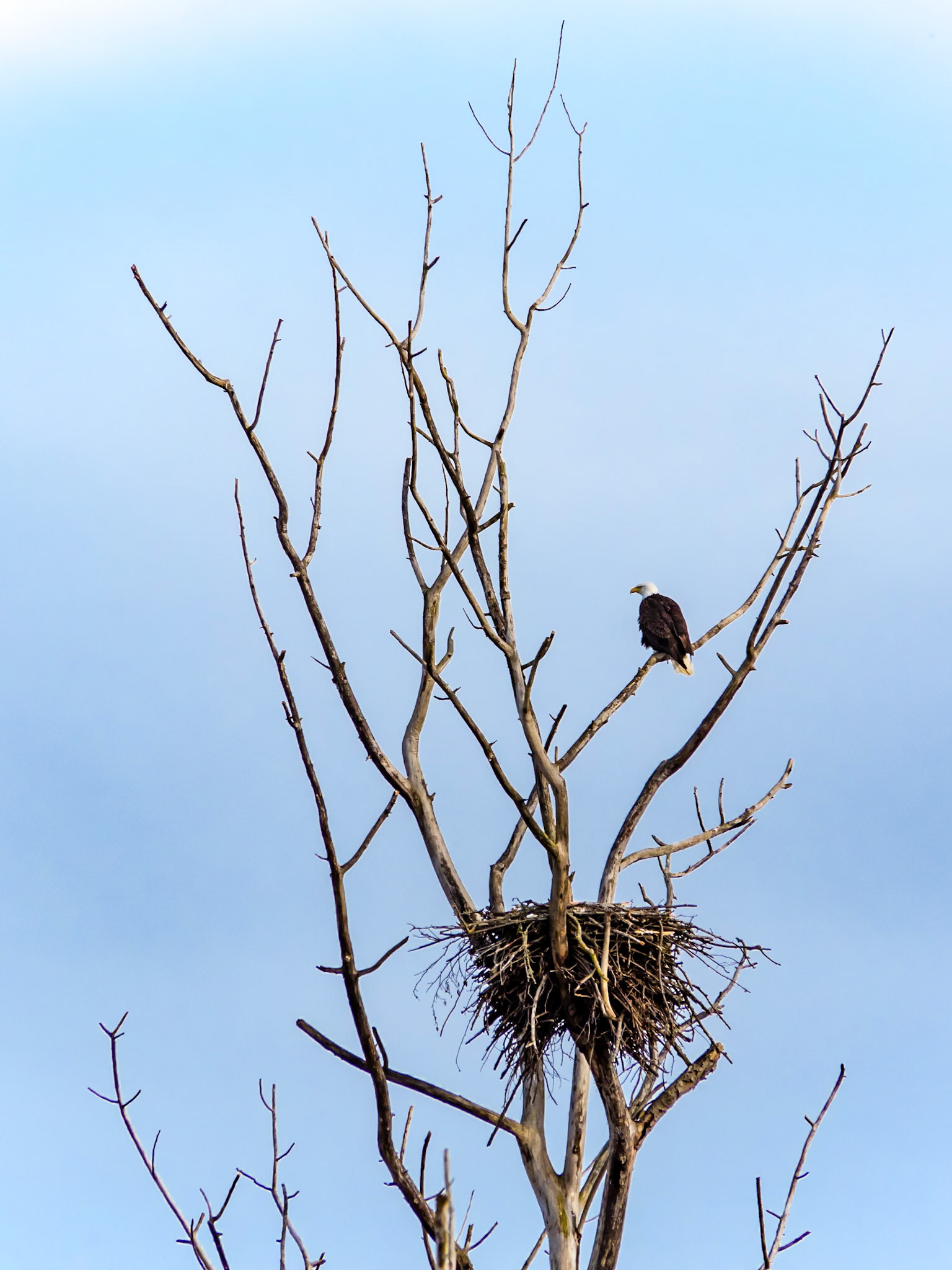 Bald Eagle  Aerie: At the Skagit River Wildlife Station WA