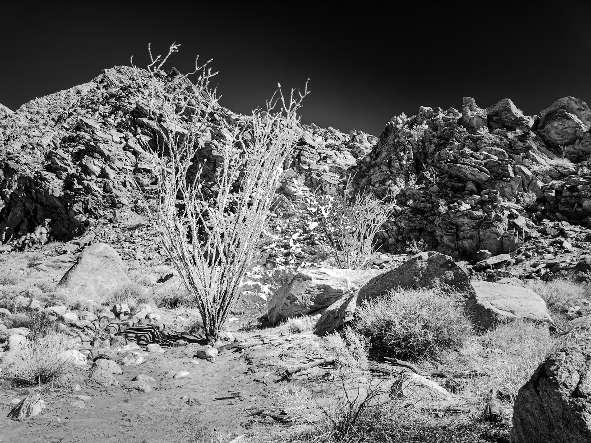 An Ocotillo at trailside on the hike to the Palm Grove.  Infrared (720 nm) image.