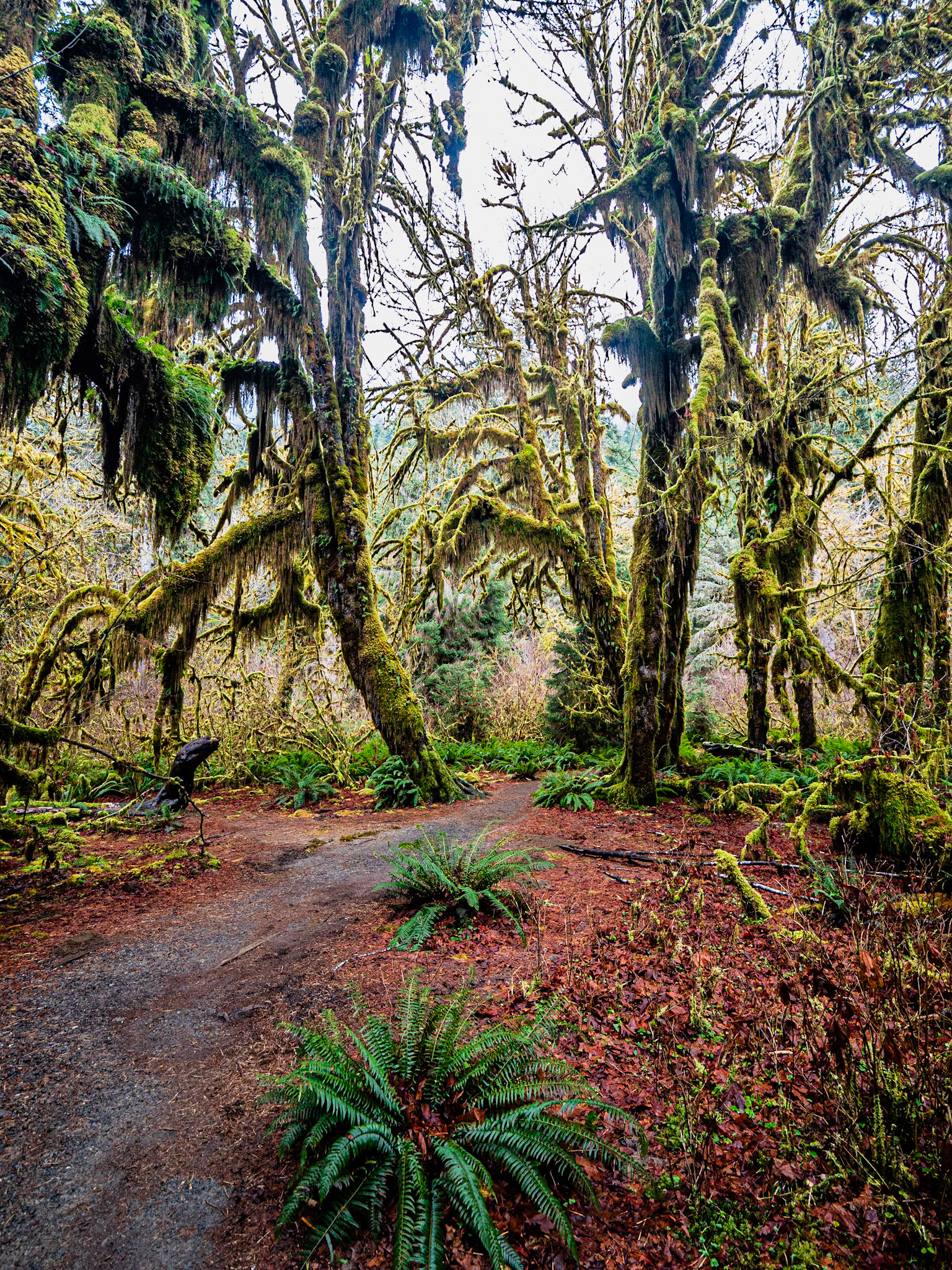 Hall of Mosses: Over 120 inches of rain per year brings a carpet of mosses and ferns to the Hoh Rainforest.