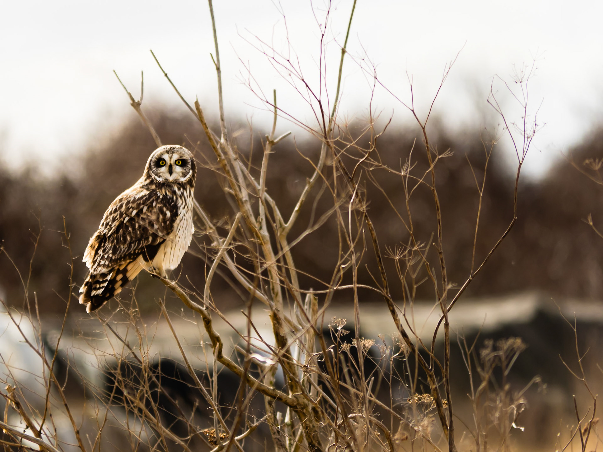 Short-eared Owl J- Taking a Break: At the Legue Island Wildlife Area
