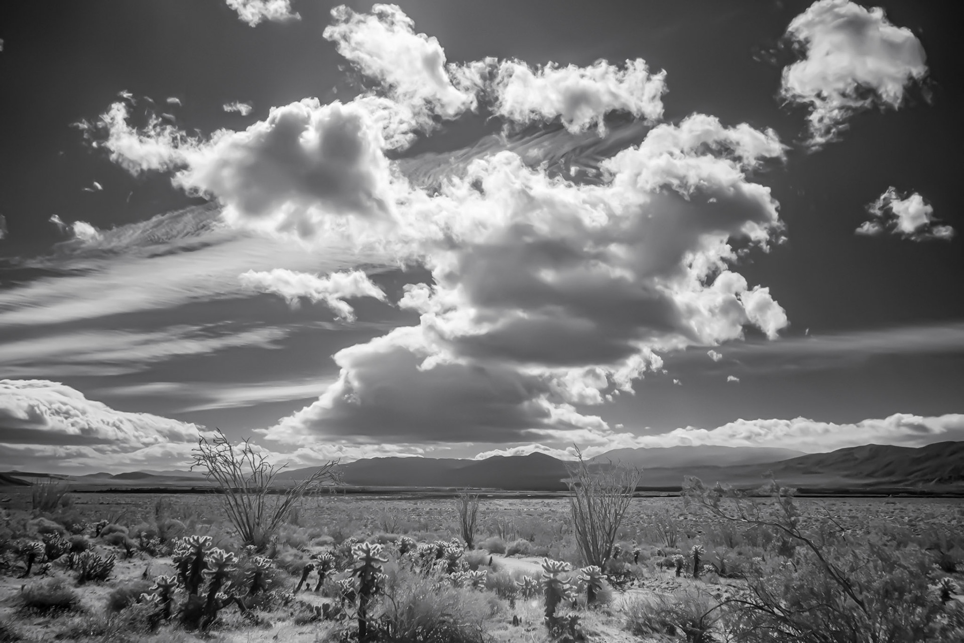 Desert Clouds Over Cholla and Ocotilo  IR B&amp;W.: Desert clouds pass over Coyote Canyon following a late winter rain in the Anza-Borrego Desert State Park.  Infrared image (720 nm) coverted to B&amp;W.