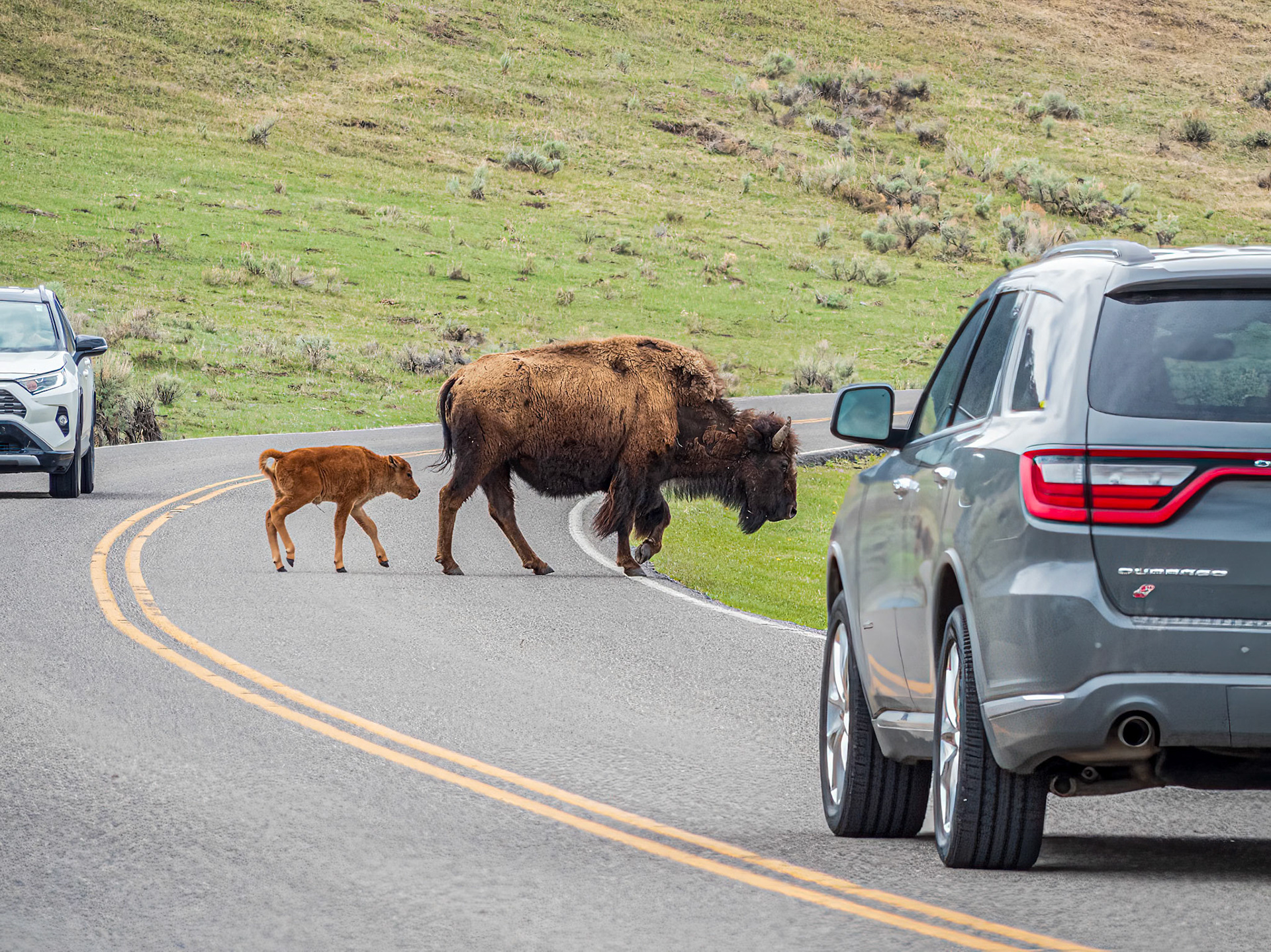Brake for Bison: Bison crossing the Northeast Entrance Road in the Lamar Valley, Yellowstone National Park.