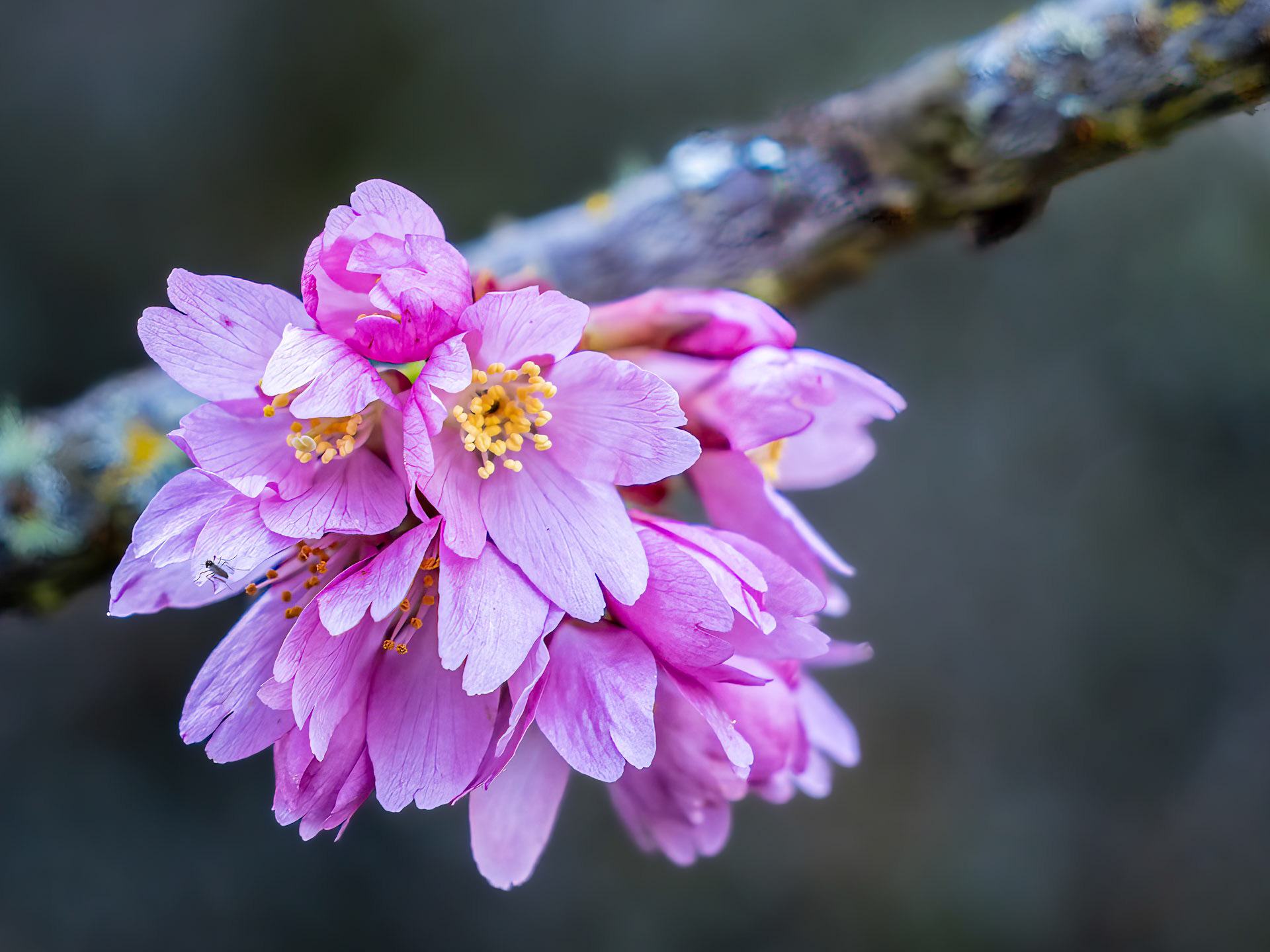 Japanese Cherry Blossom: At Washington Park Arboretum, Seattle WA