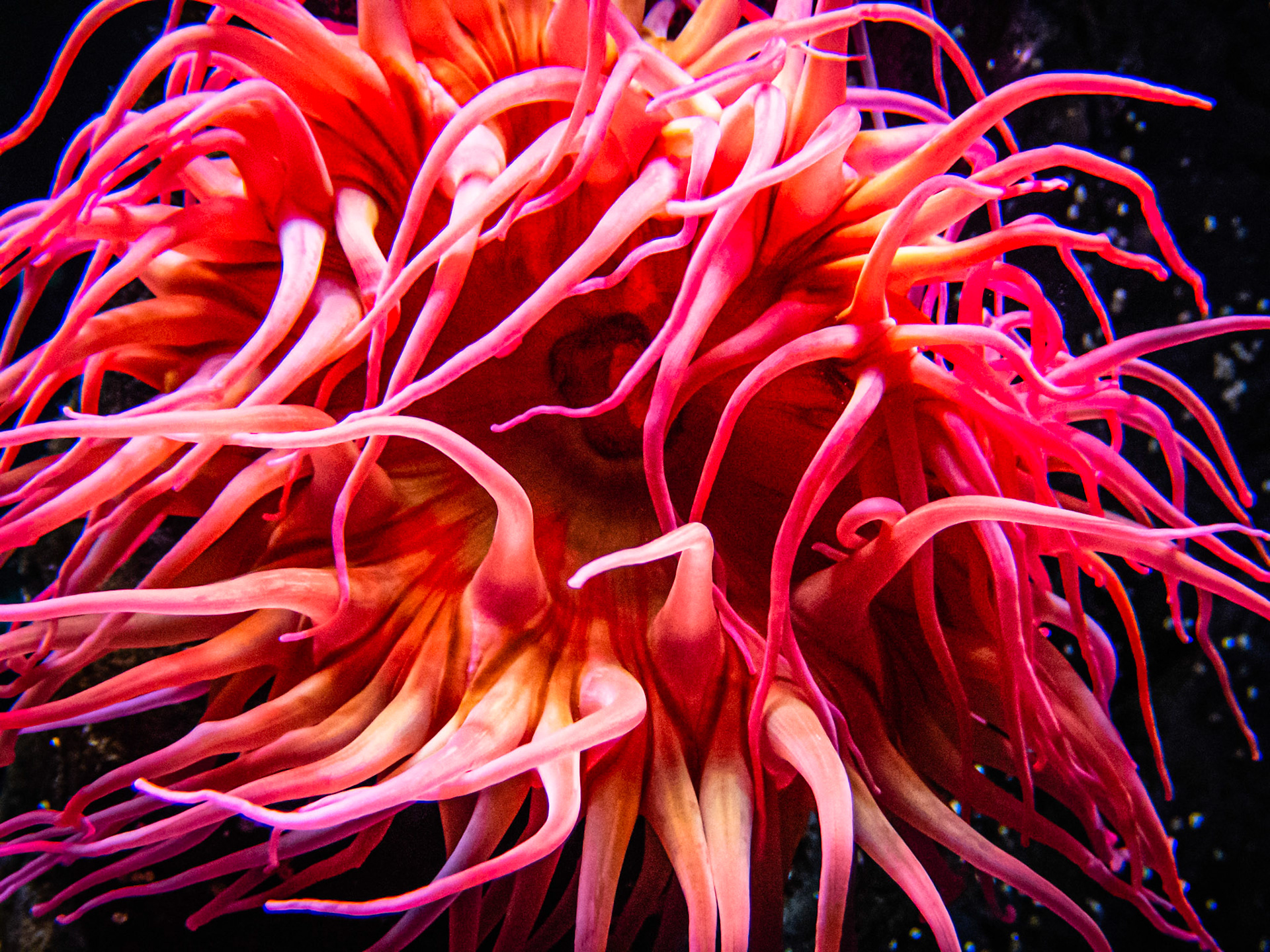 Rose Sea Anemone: At the Seattle Aquarium