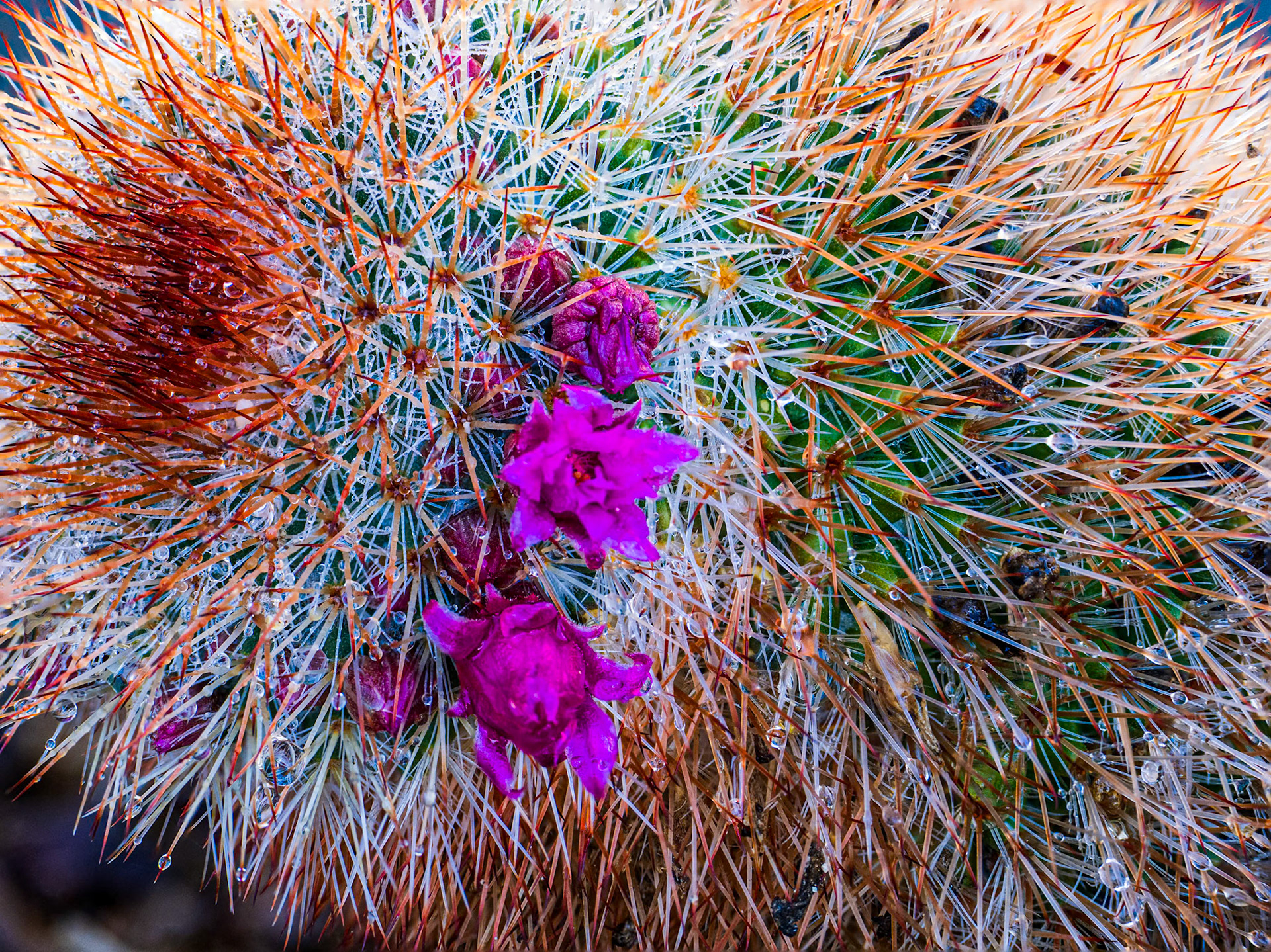Dewey Hedgehog Cactus: Rain drops cling to the spines on this hedgehog cactus in the Anza-Borrego Desert State Park.