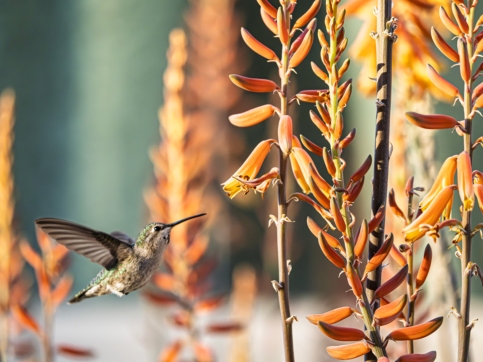 Anna'a Hummingbird: Approaching an Aloe vera blossom