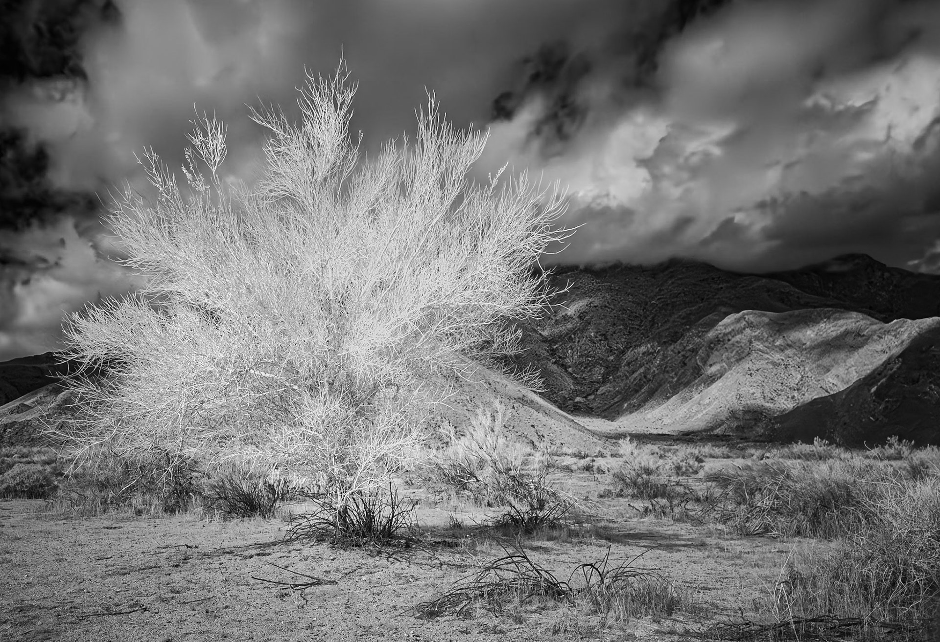 Palo Verde  Under Desert Clouds: A blue palo verde in the Anza-Borrego Desert State Park sits beneath storm clouds pushing over the San Ysidro Mountains.  An infra-red (720nm) image converted to Black-and-White.