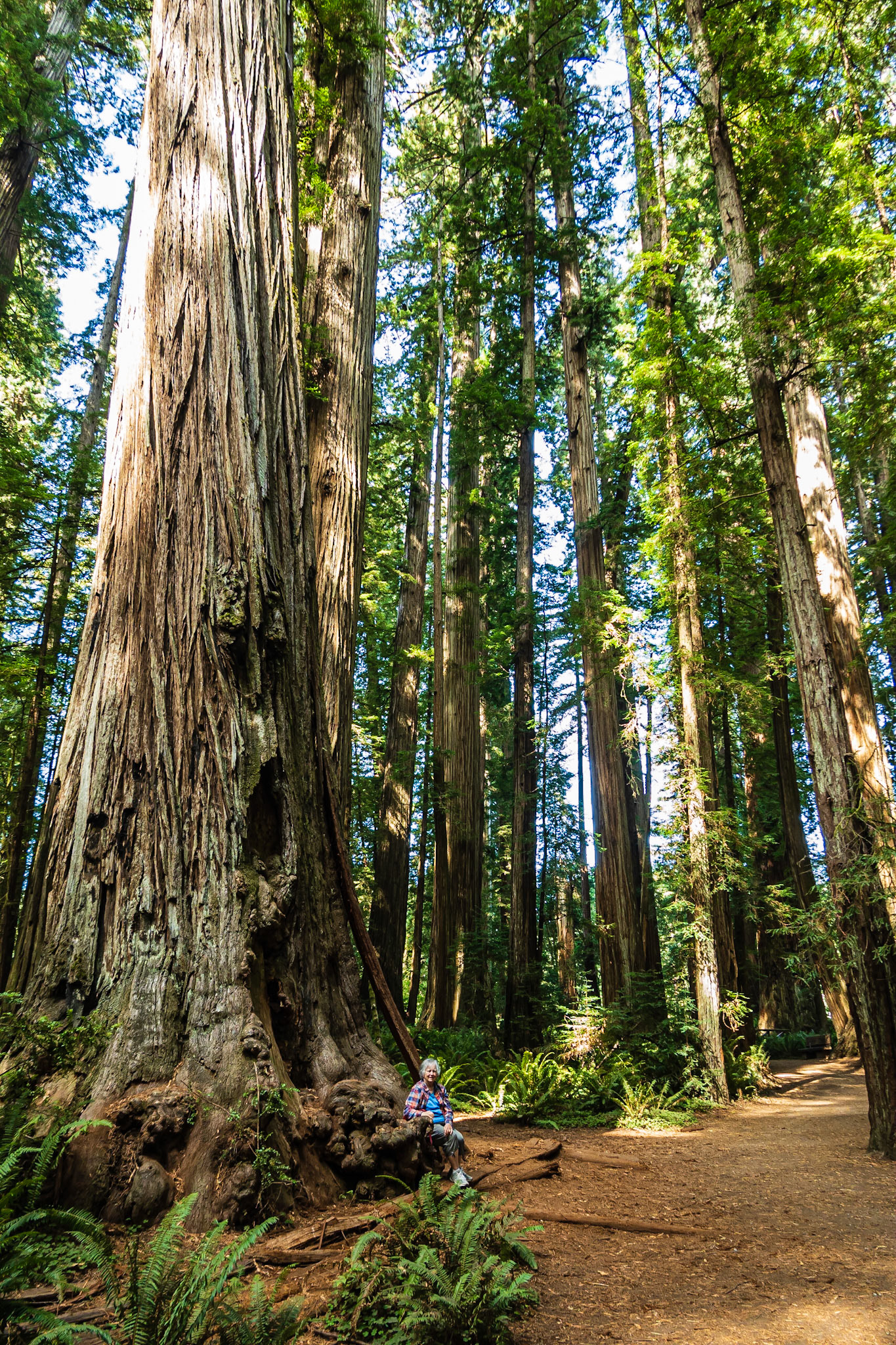 Diane in the Redwoods: In Jedediah Smith State Park