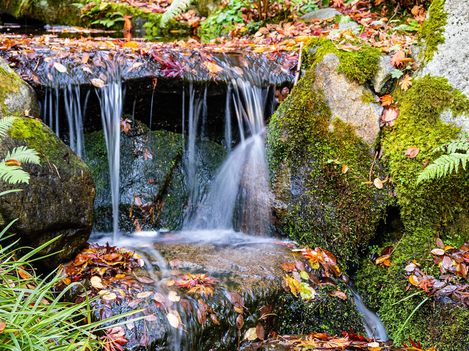 Autumn Leaves in the Waterall: At the Bellevue  Botanical Garden