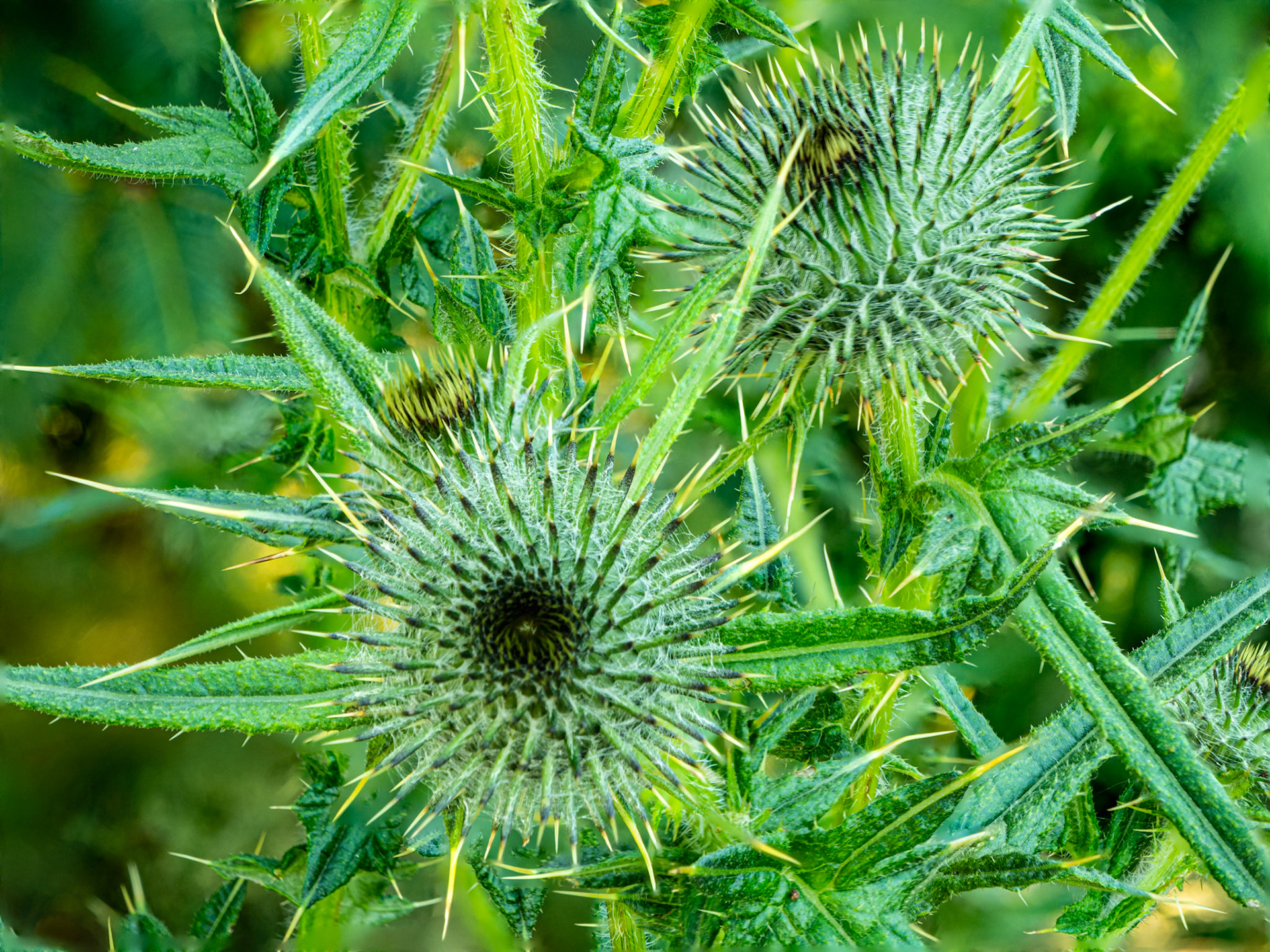 Thistle Before the Bloom: Soon to blossom thistle offers a prickly treat for many insects and birds.