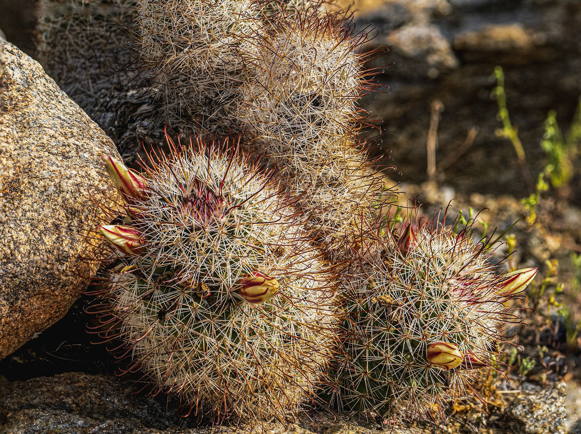Fishhook Cactus: Yaqui Flats, Anza-Borrego Desert State Park.
