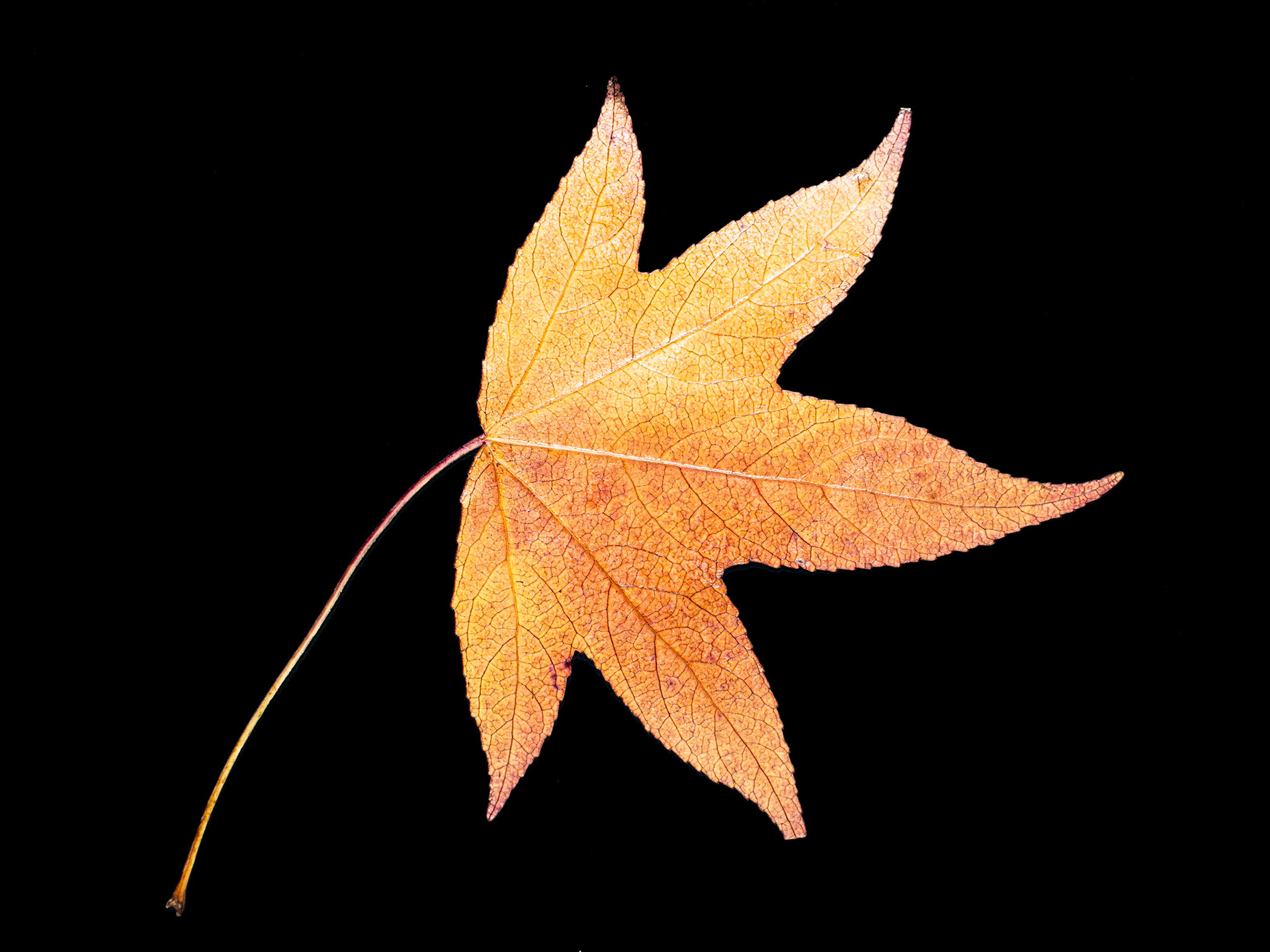 Sweetgum Leaf in Autumn - Black Background: Sweetgum leaves turn to orange and yellow hues before dropping in Autumn.