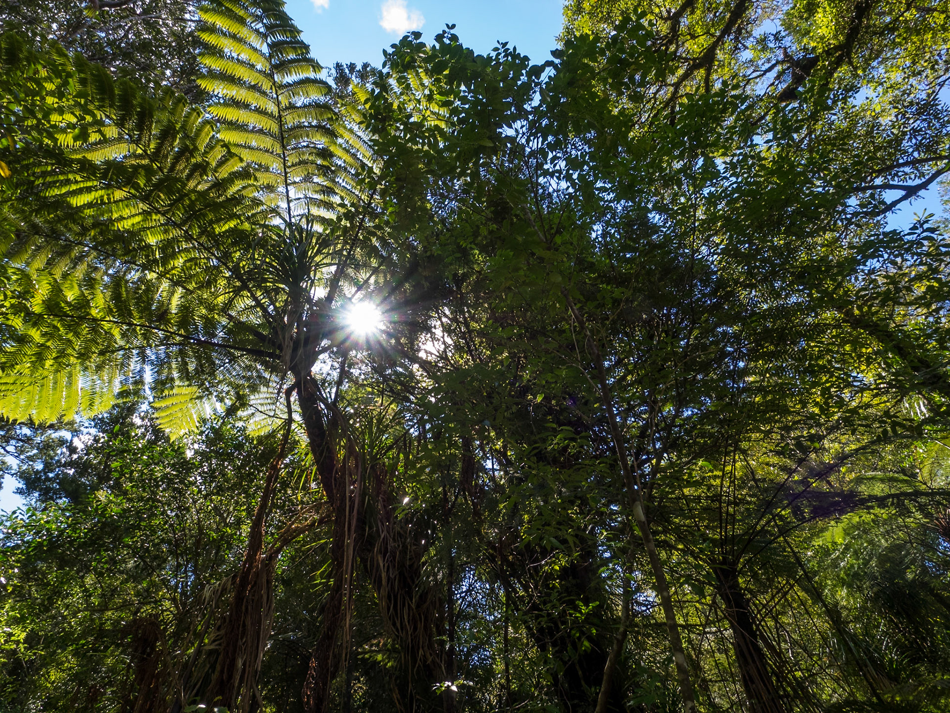 Sun Breaking through the Canopy: In the Waipoua Forest NZ.