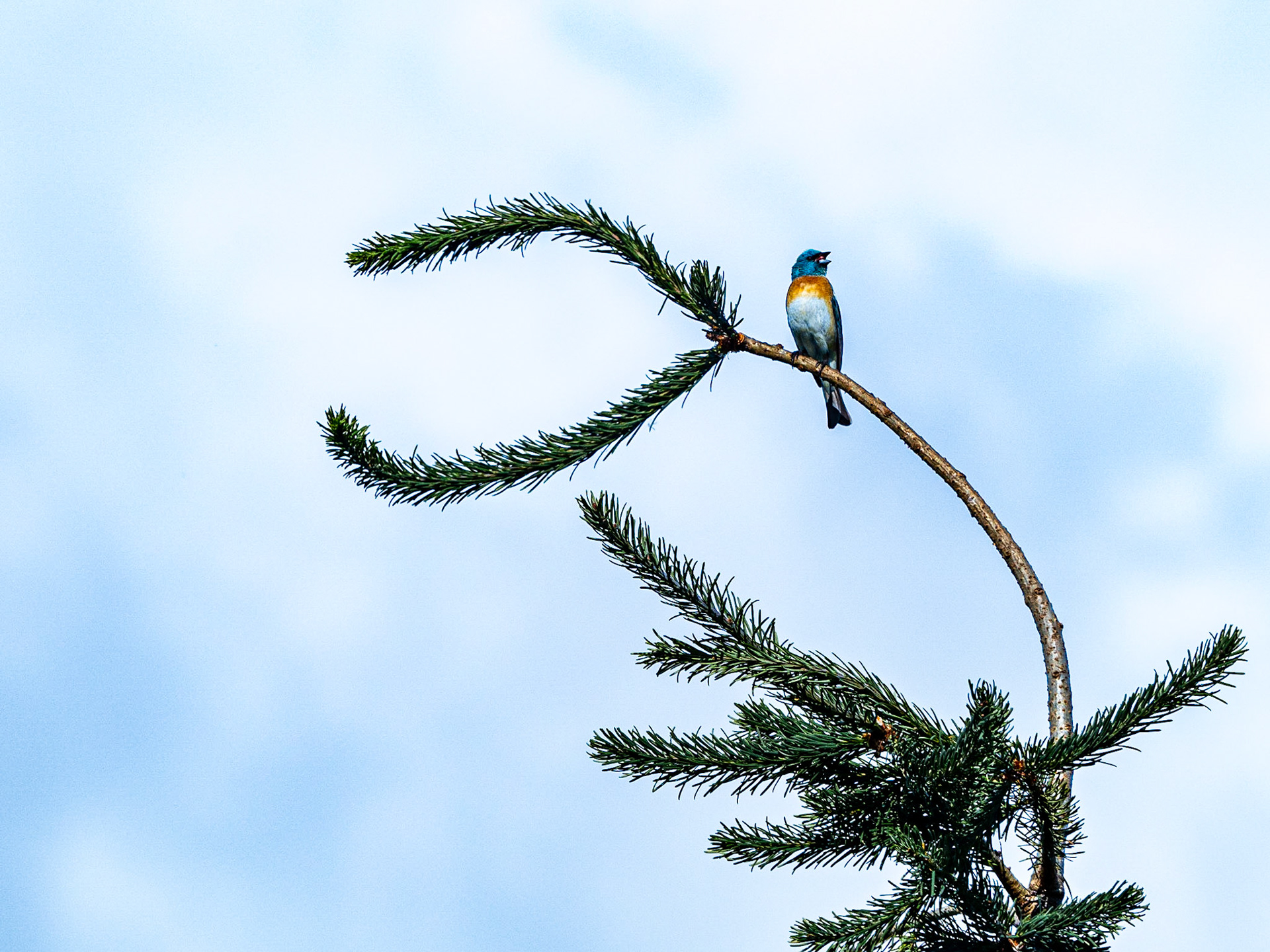 Lazuli Bunting: Marymoor Park in Redmond WA
