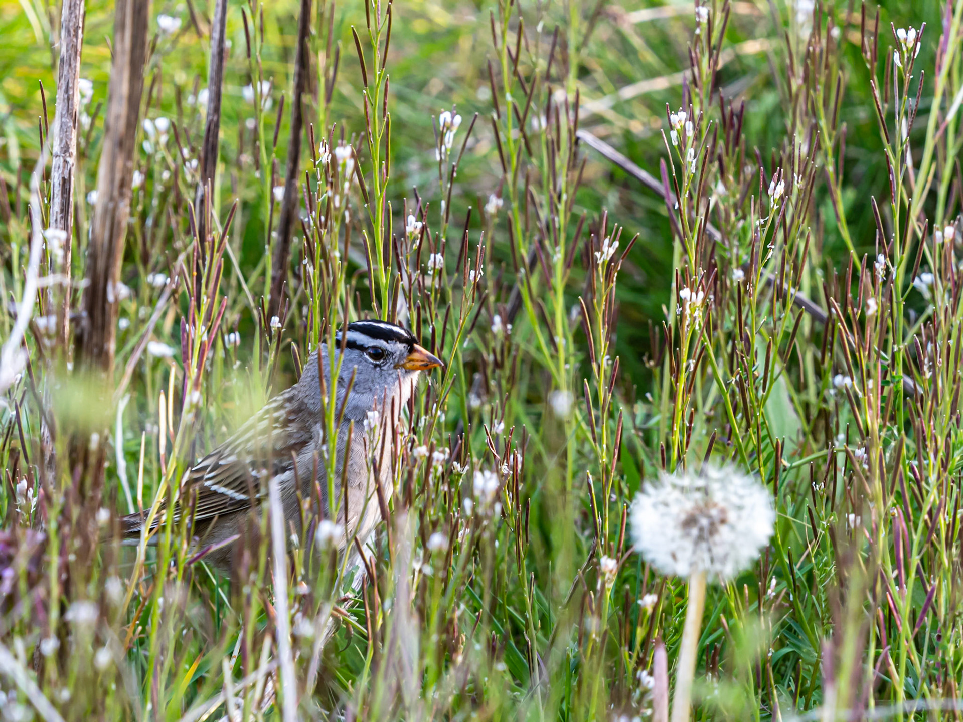 White-crowned Sparrow in the Weeds: Near Bear Creek, Redmond WA