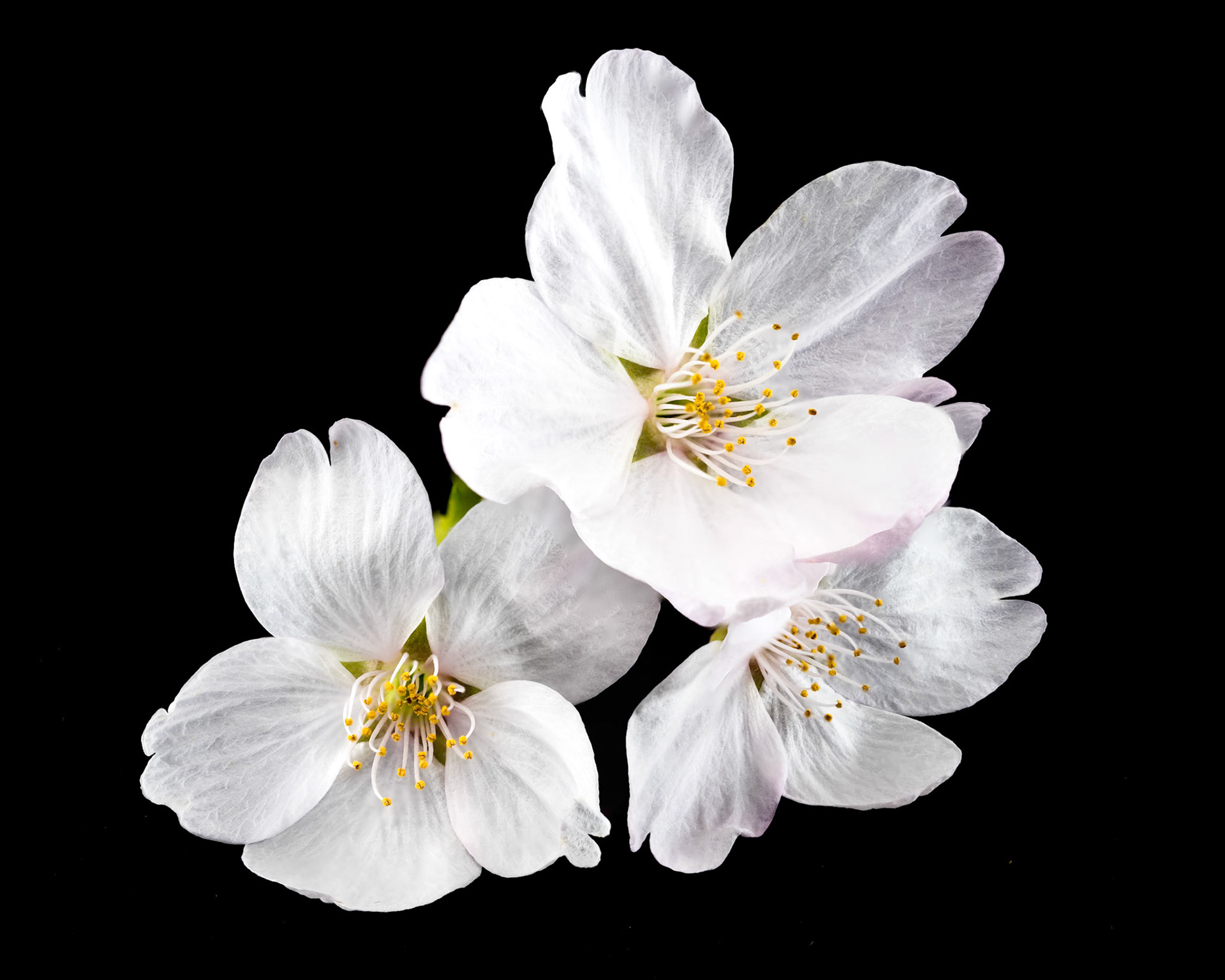 Cherry Blossom Cluster: A cluster of three Japanese Cherry blossoms in late March.