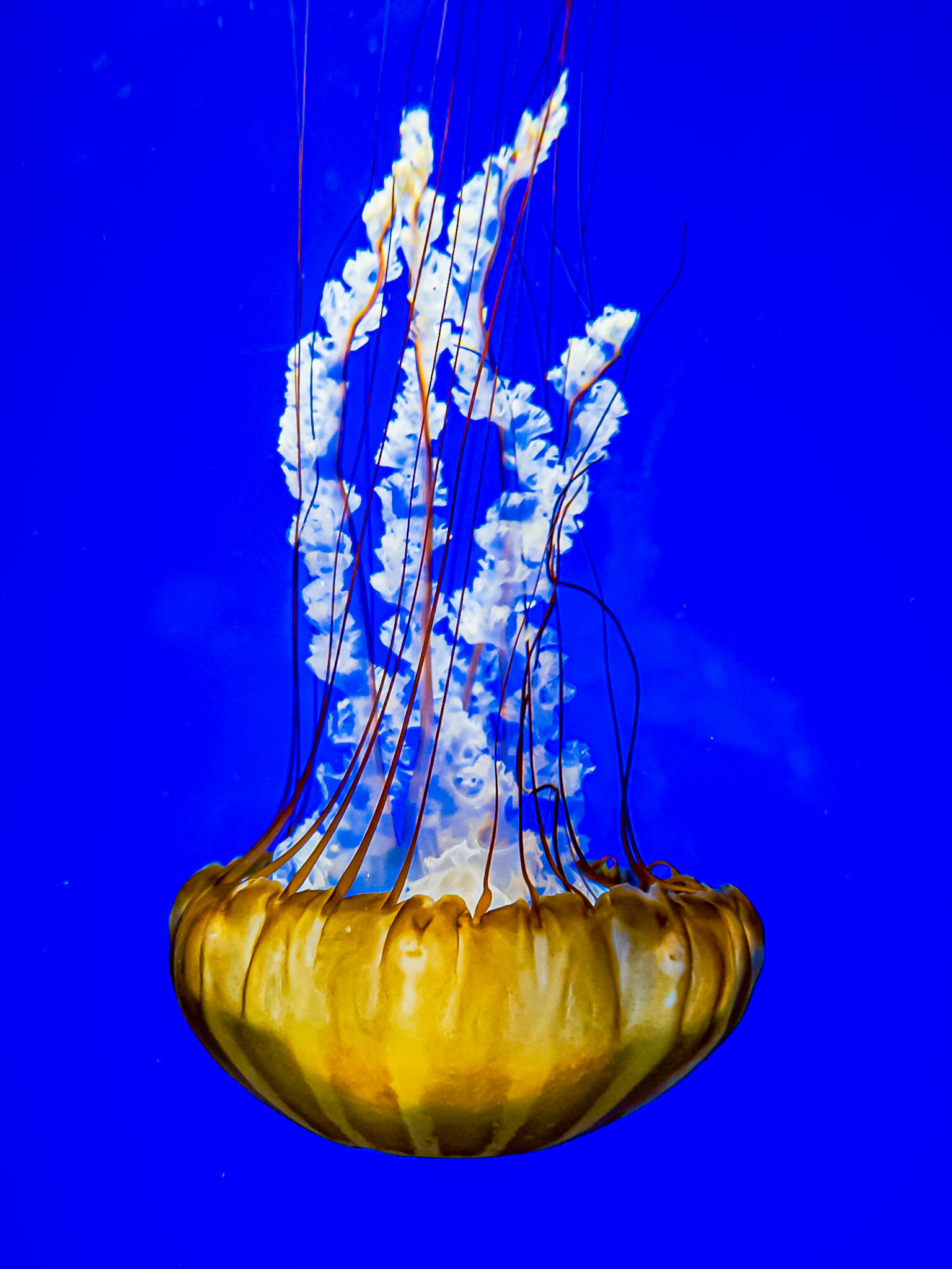 Sea Nettle: At the Oregon Coast Aquarium, Newport Oregon. The Sea Nettle is a large brown jellyfish renowned for a painful sting, which it uses to immobilize its prey.