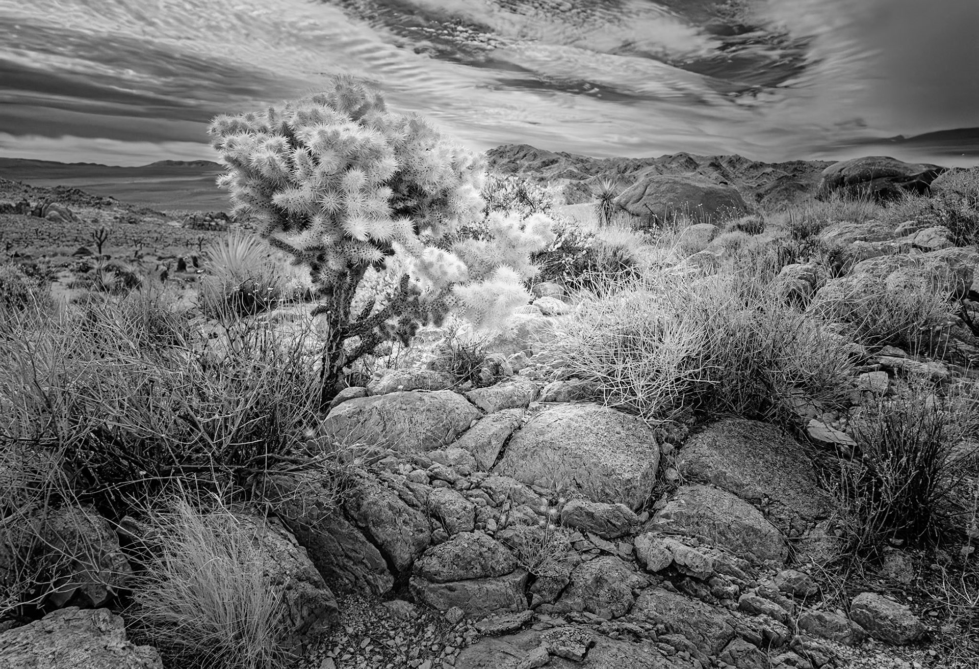 Silver Cholla on the Rocks: Overlooking the Pleasant Valley and the Little San Bernardino Mountains to the south in Joshua Tree National Park. An infra-red (720nm) image converted to Black-and-White.