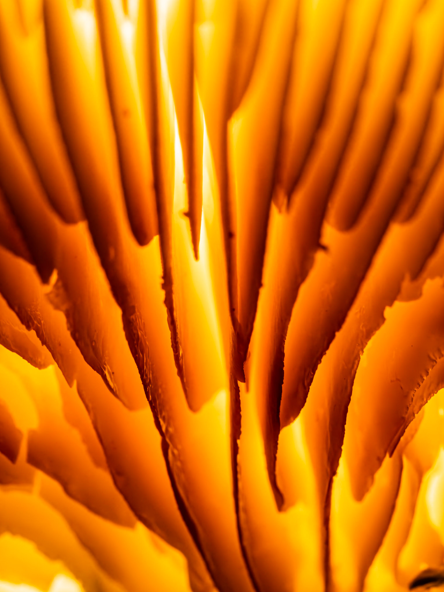 Pinewood Gingertail Fan: Close-up view of the gills of Pinewood Gingertail mushroom growing on a decaying log.