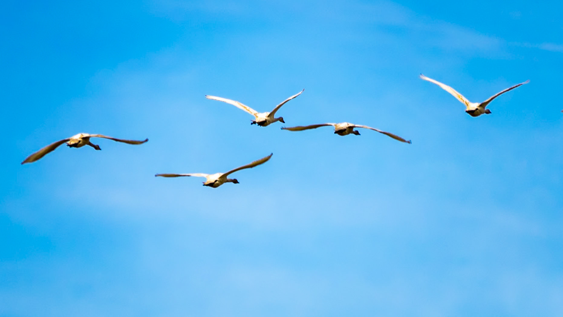 Swans in Flight: Trumpeter Swan at the Legue Island Wildlife Area