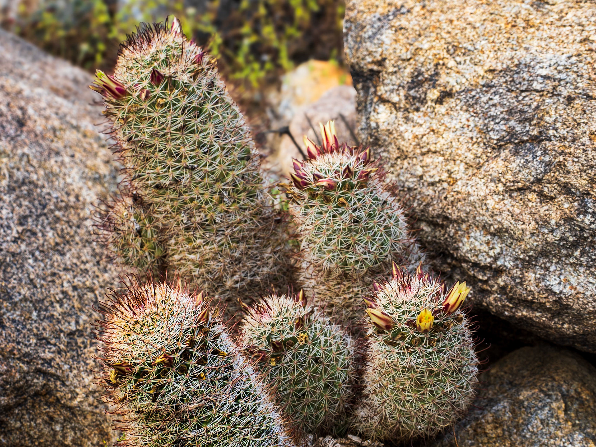 Fishhook Cactus: Yaqui Flats In the Anza-Borrego State Park.